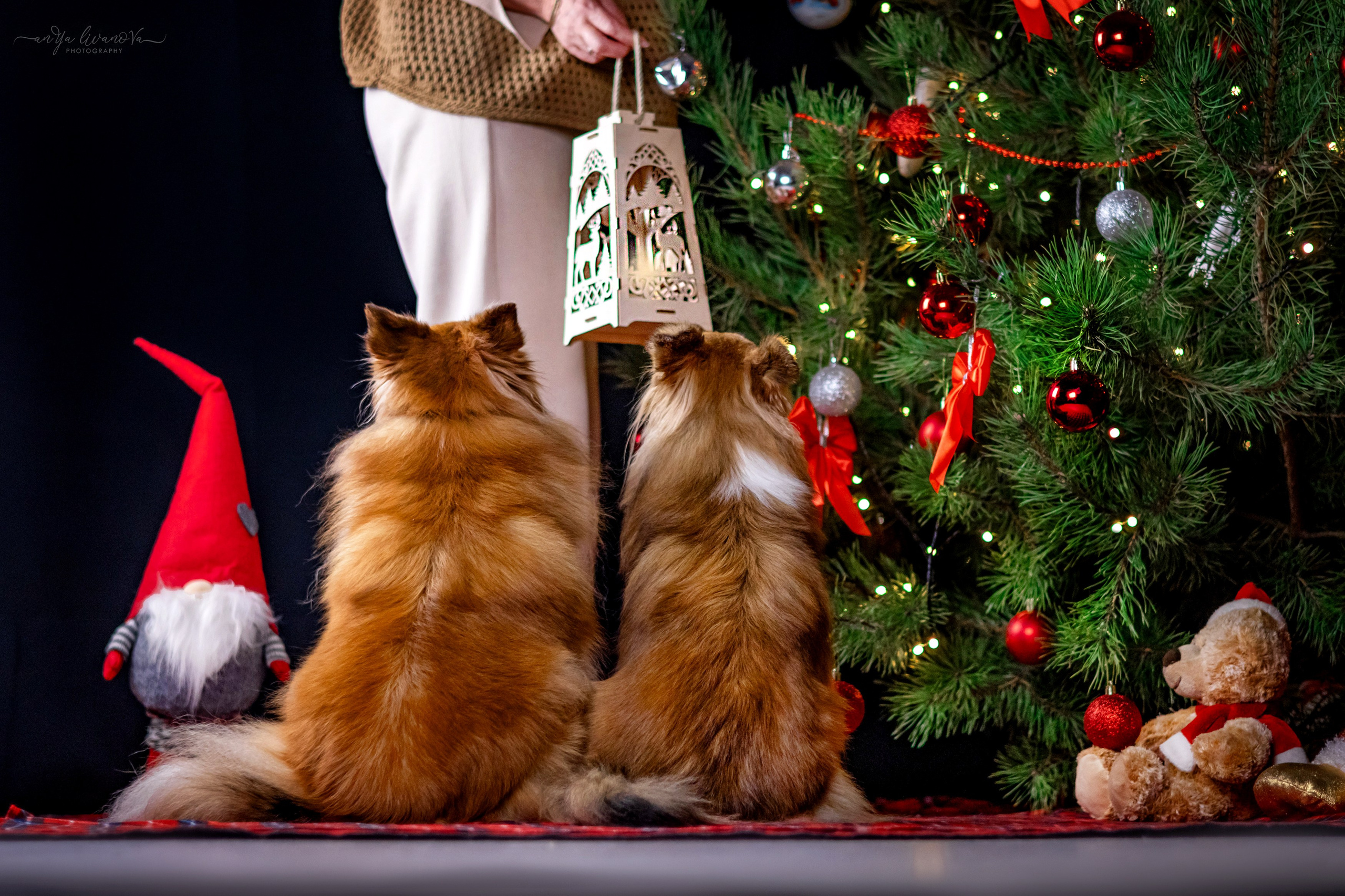 Новогодняя атмосфера в «Simply the Best». Фотограф анималист Аня Ливанова | Рыбинск
