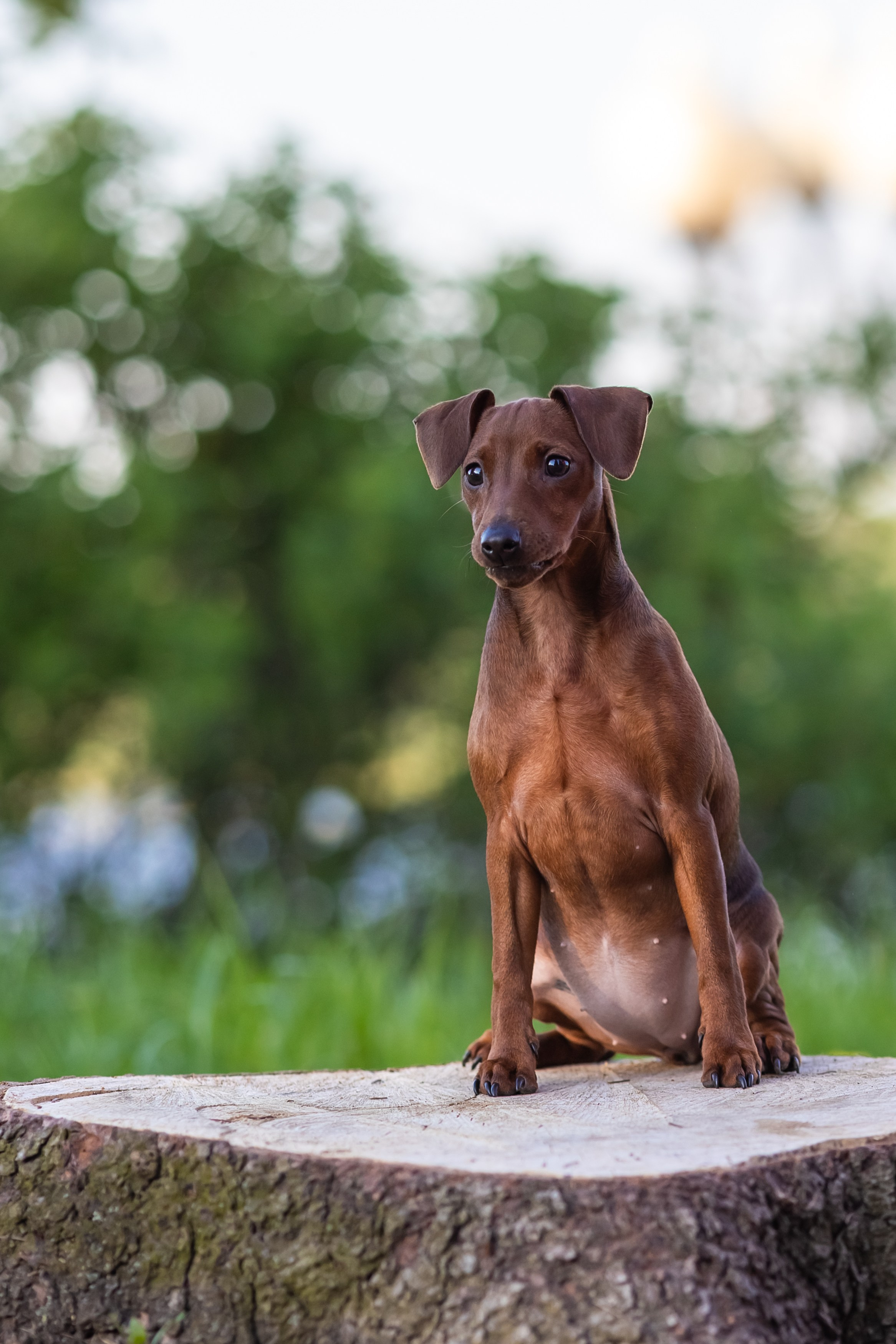 Пинчерята. Фотограф анималист Аня Ливанова | Рыбинск