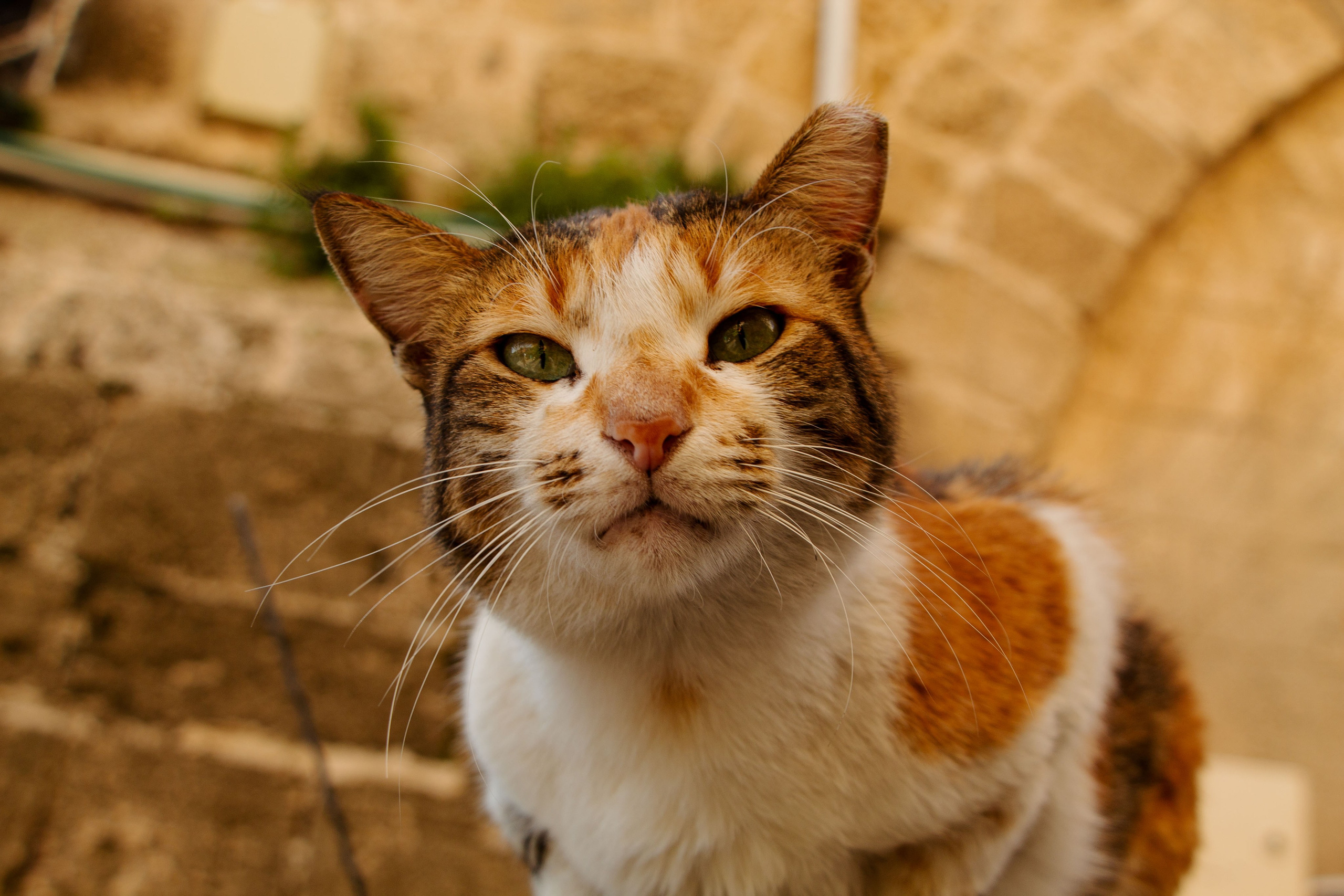 милый рыжий кот смотрит на меня, у кота рыжие пятна