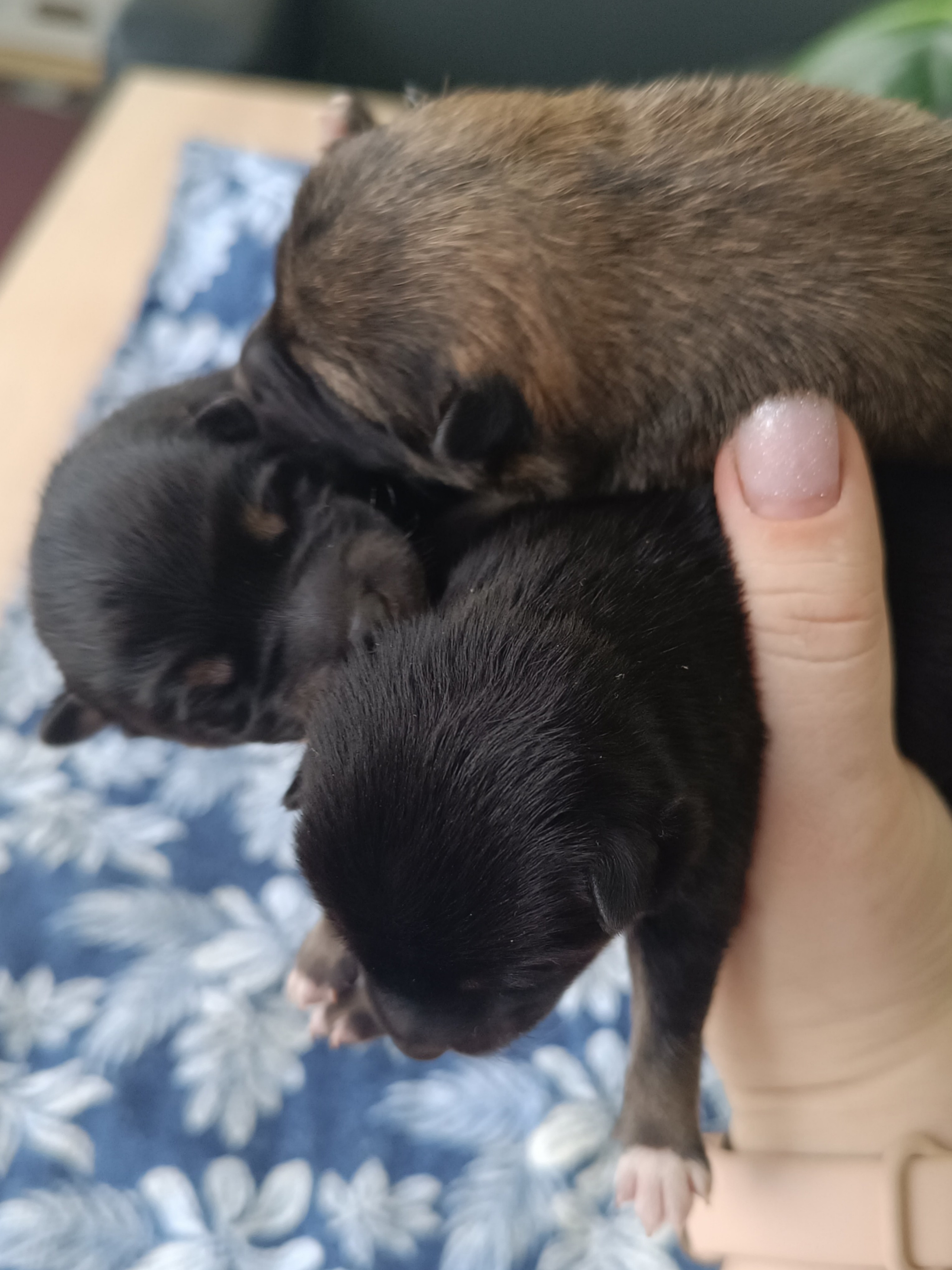 сиба питомник Рубилайт щенки на продажу rubylight  сиба щенки купить СПб Санкт-Петербург 