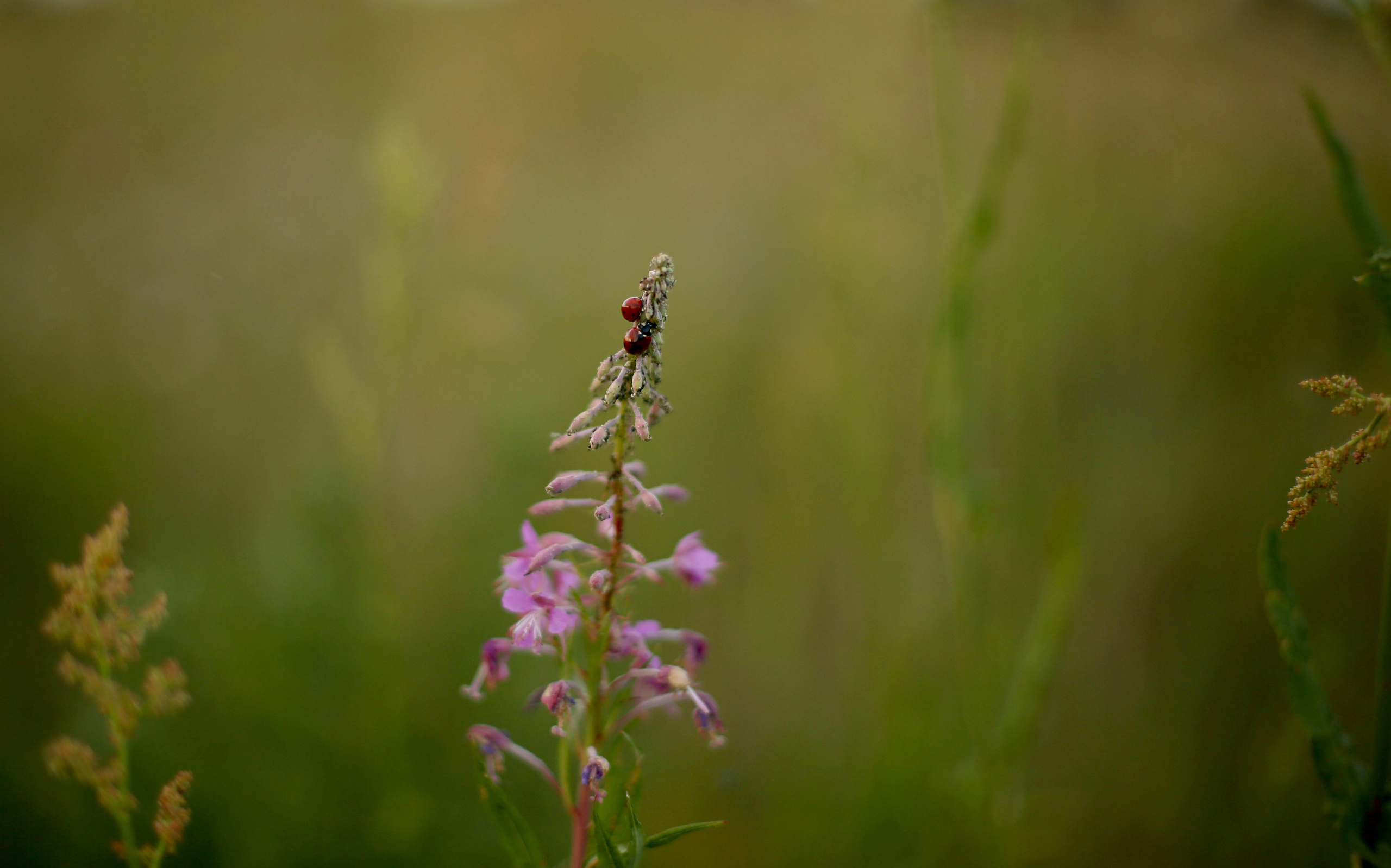 Марина. Семейный и детский фотограф Анна Петракова