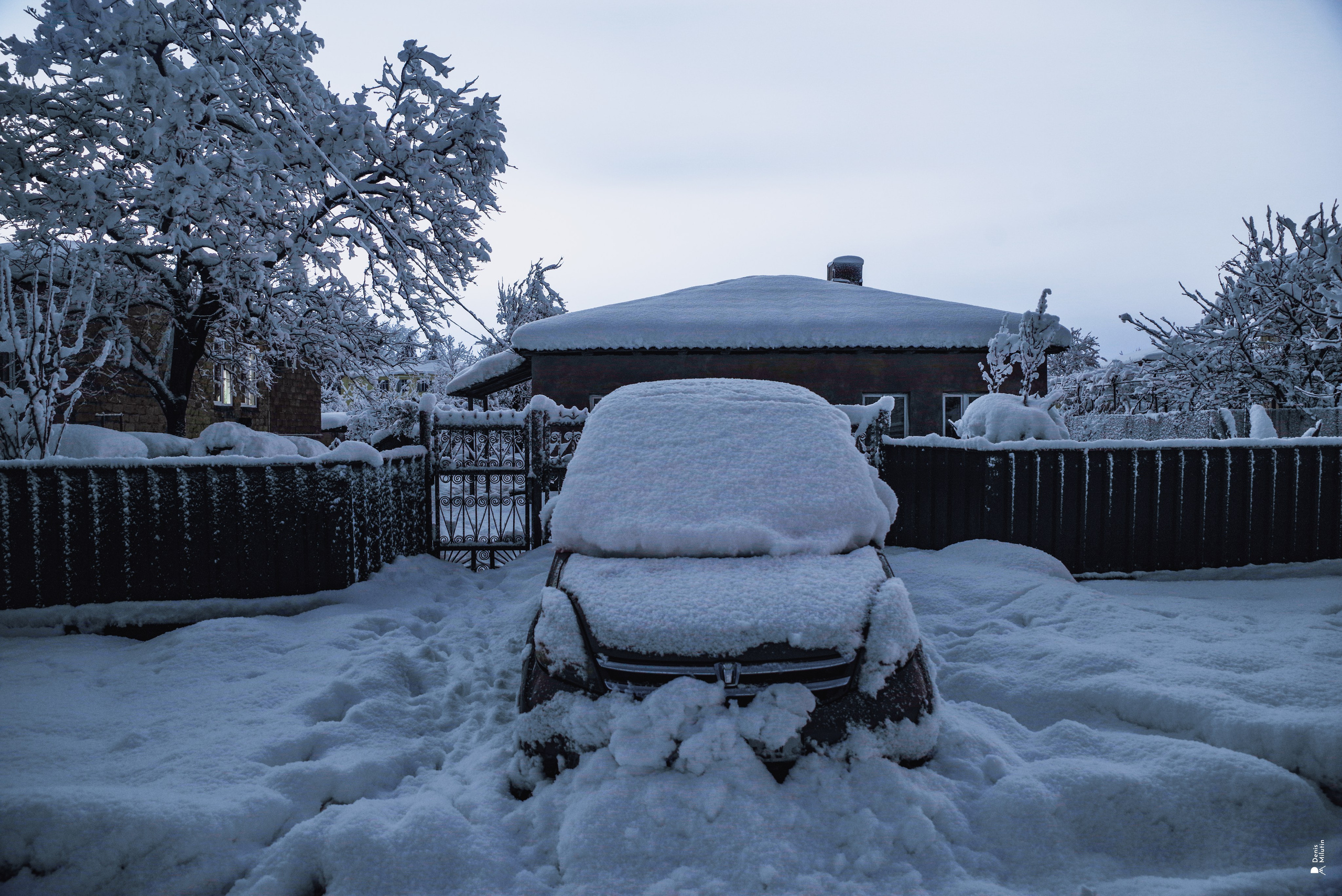 Спящий Менджи зимой. Портретный фотограф Денис Милютин