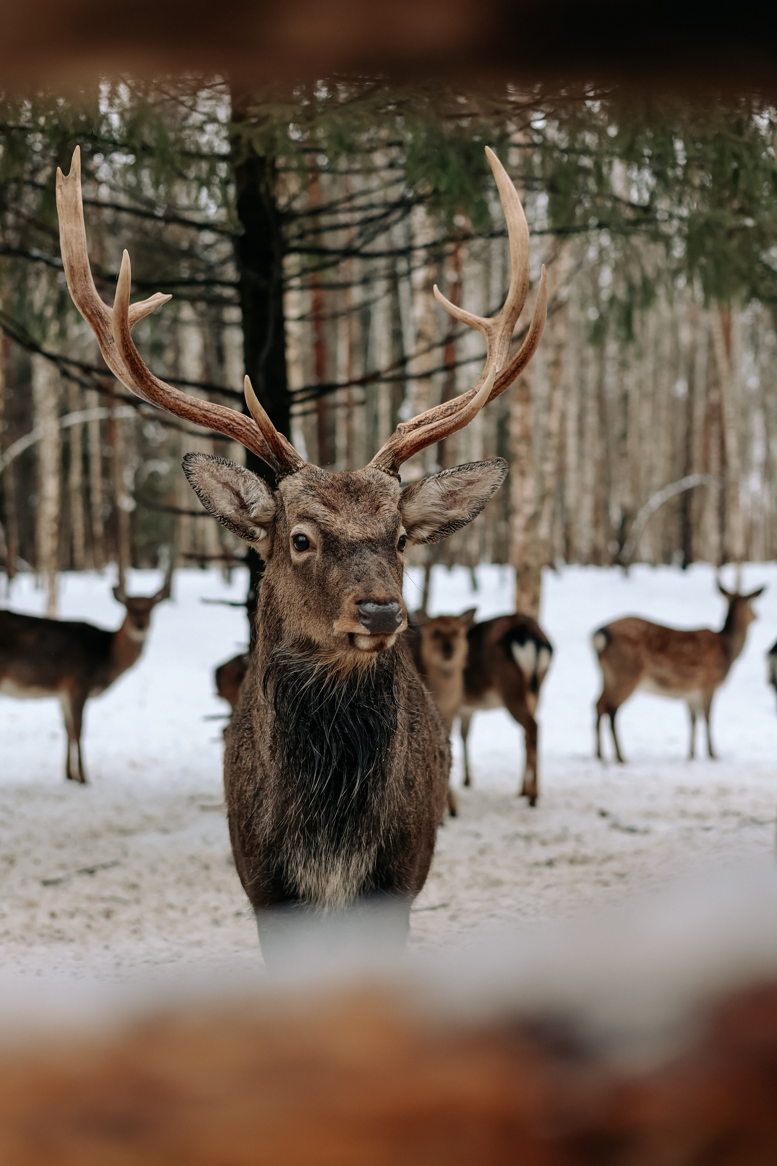 Экскурсия «Мир оленей». Фотограф Диана Воробьева Нижний Новгород