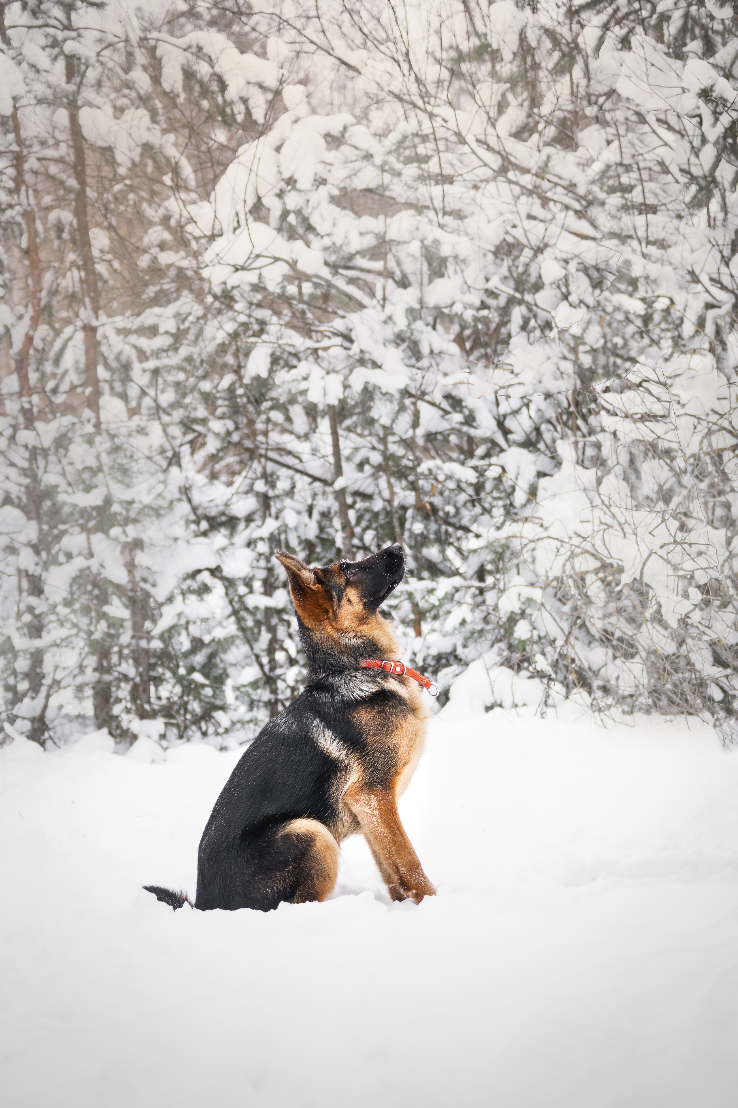 Собаки. Фотограф-анималист Нижний Новгород