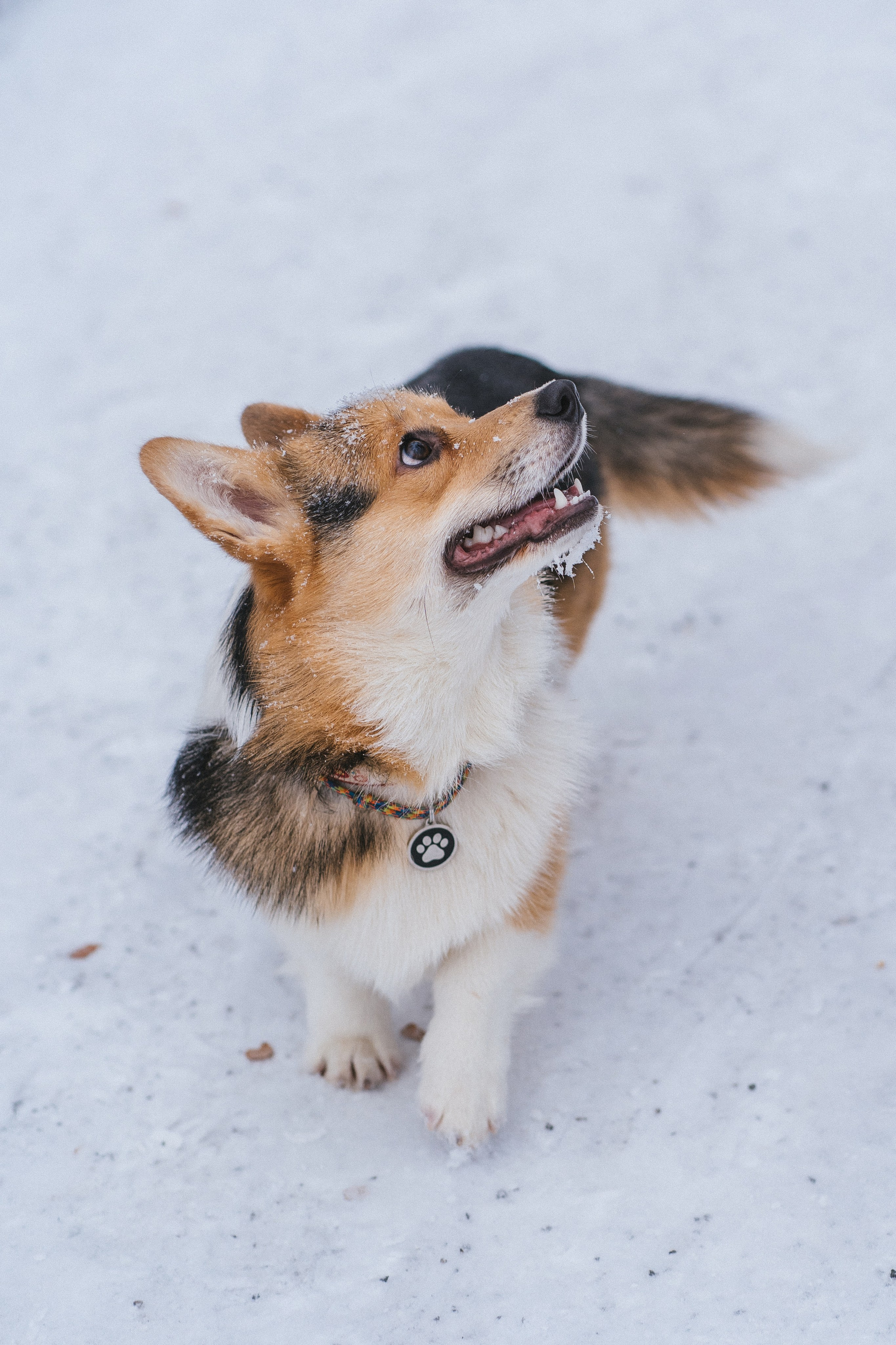 Каспер и Полина. Свадебный фотограф в Москве Анна Полушина