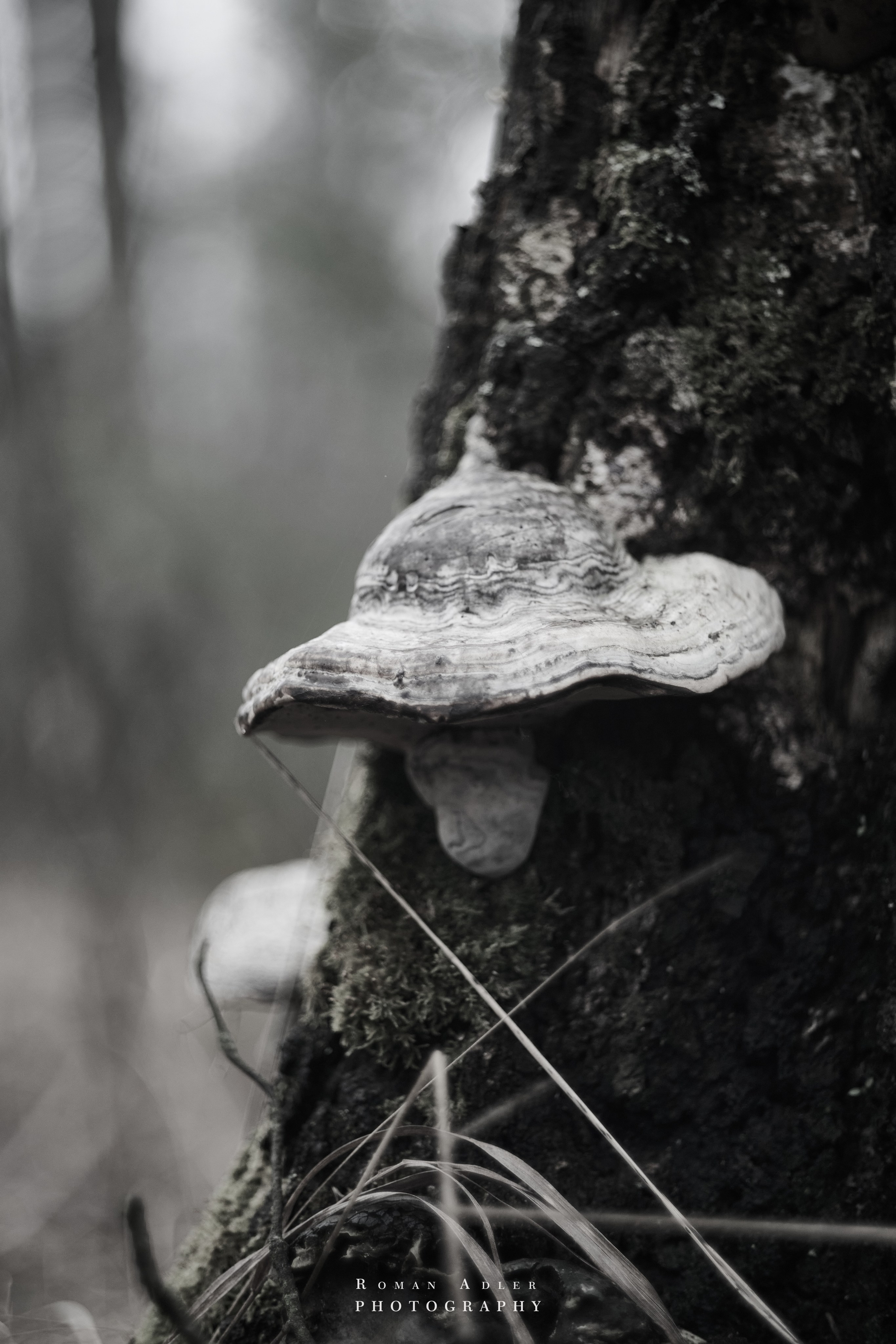 Февральский лес. Фотограф Роман Адлер