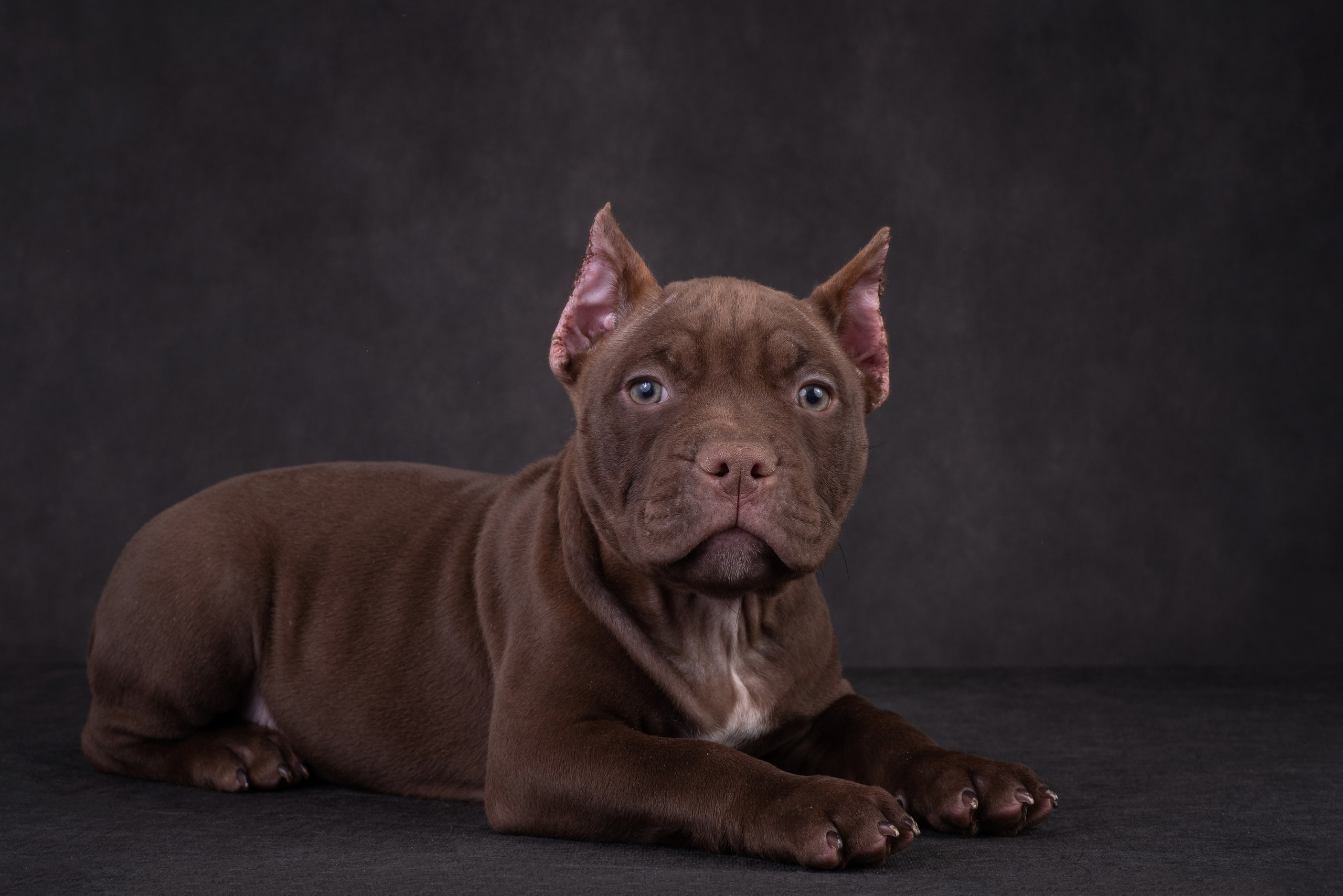Щенки в домашней студии. Фотограф анималист в Казани Алина Сулейманова. Фотограф животных