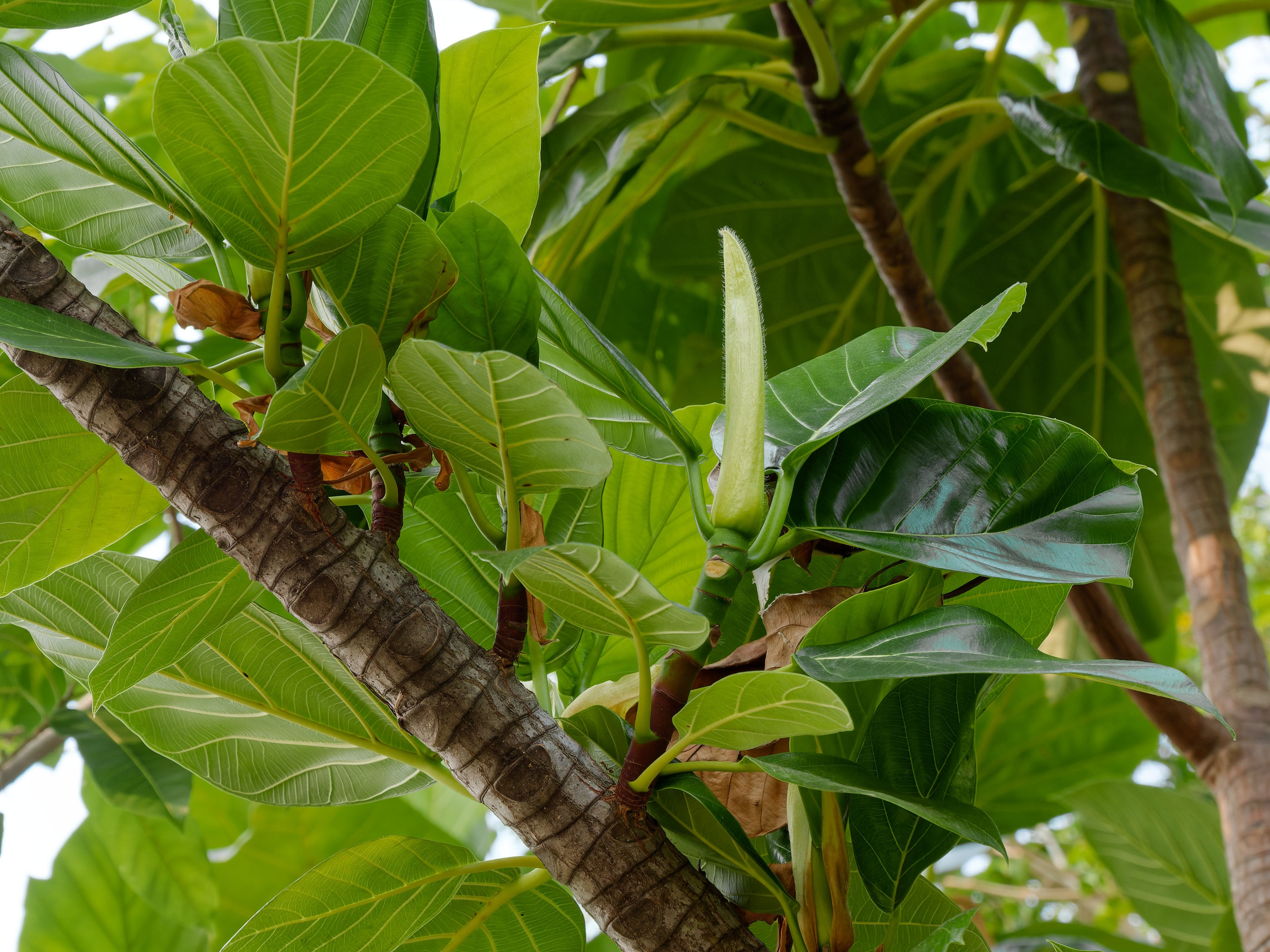 Хайнань 2026, первые впечатления. Фотопрогулки по Миру