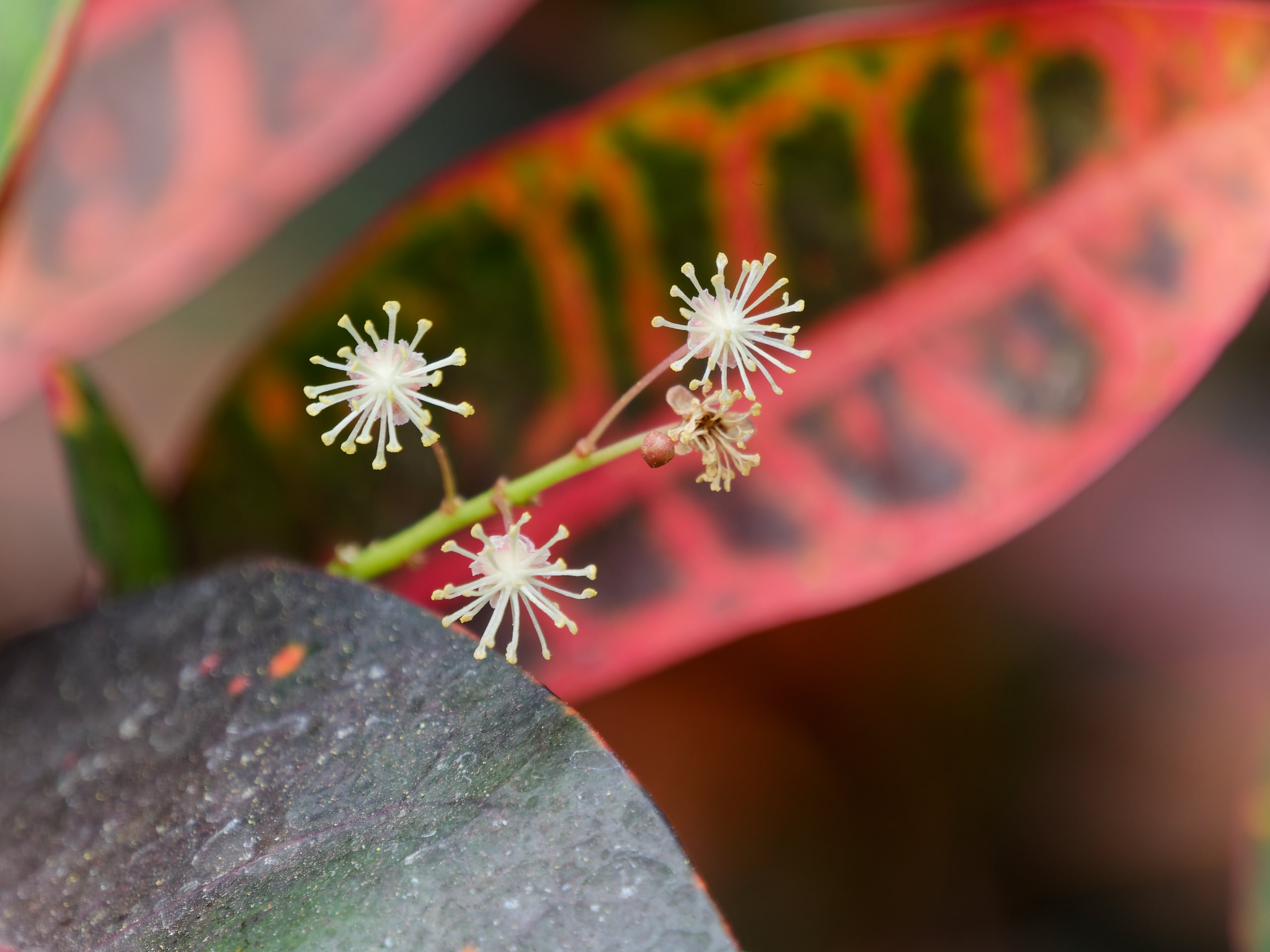 Хайнань 2026, флора, цветы и деревья. Фотопрогулки по Миру