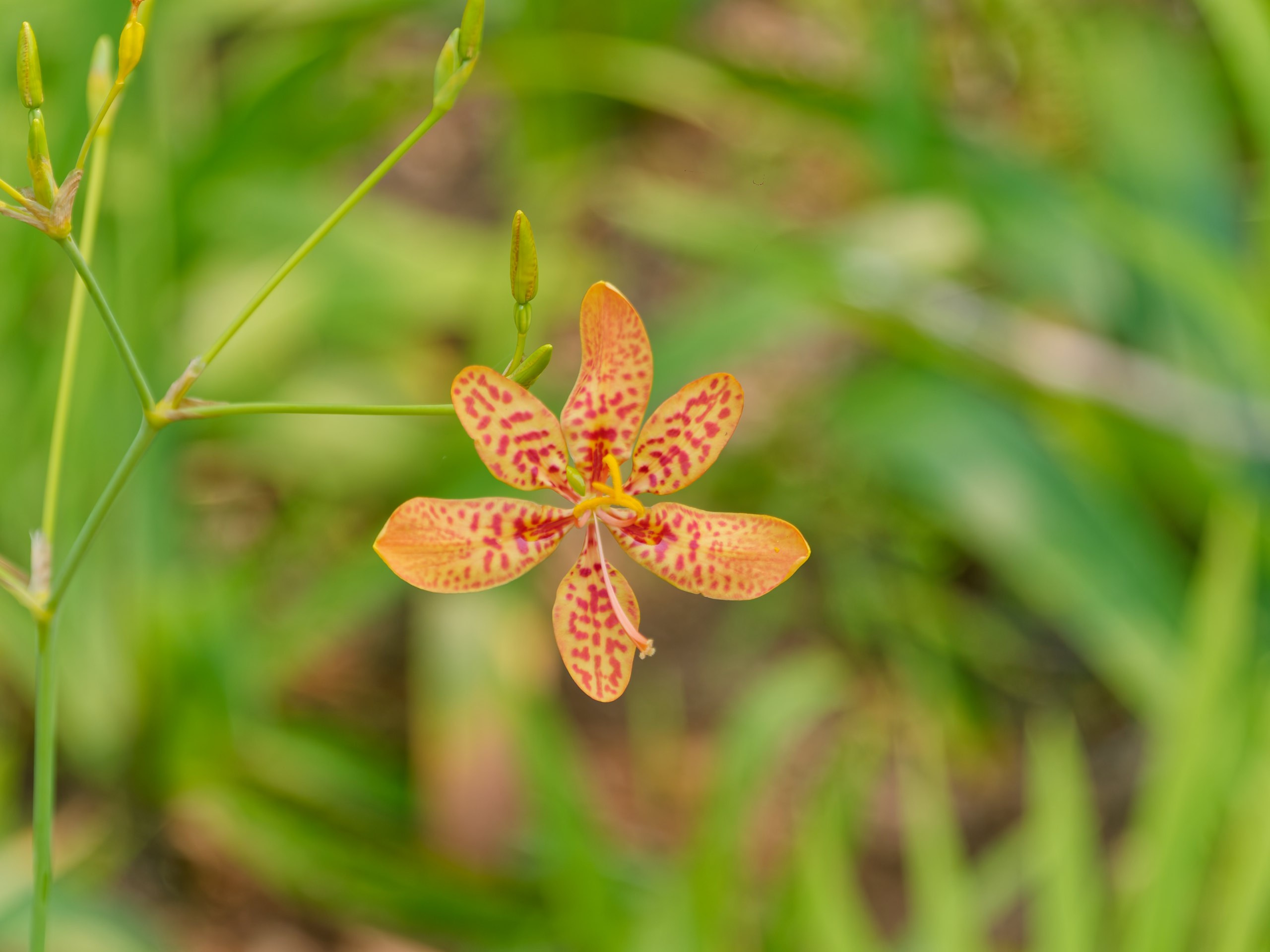 Хайнань 2026, флора, цветы и деревья. Фотопрогулки по Миру