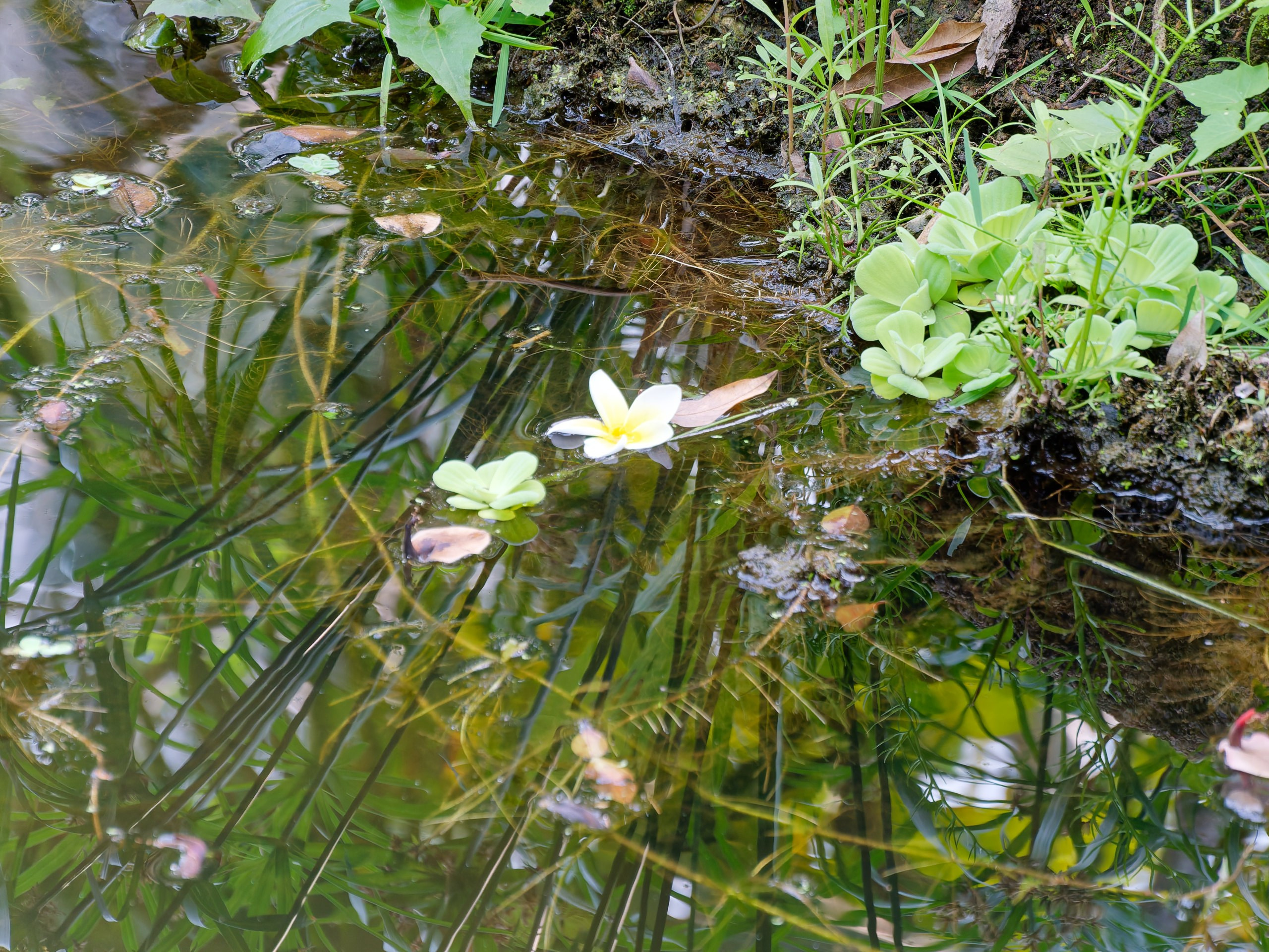 Хайнань 2026, флора, цветы и деревья. Фотопрогулки по Миру