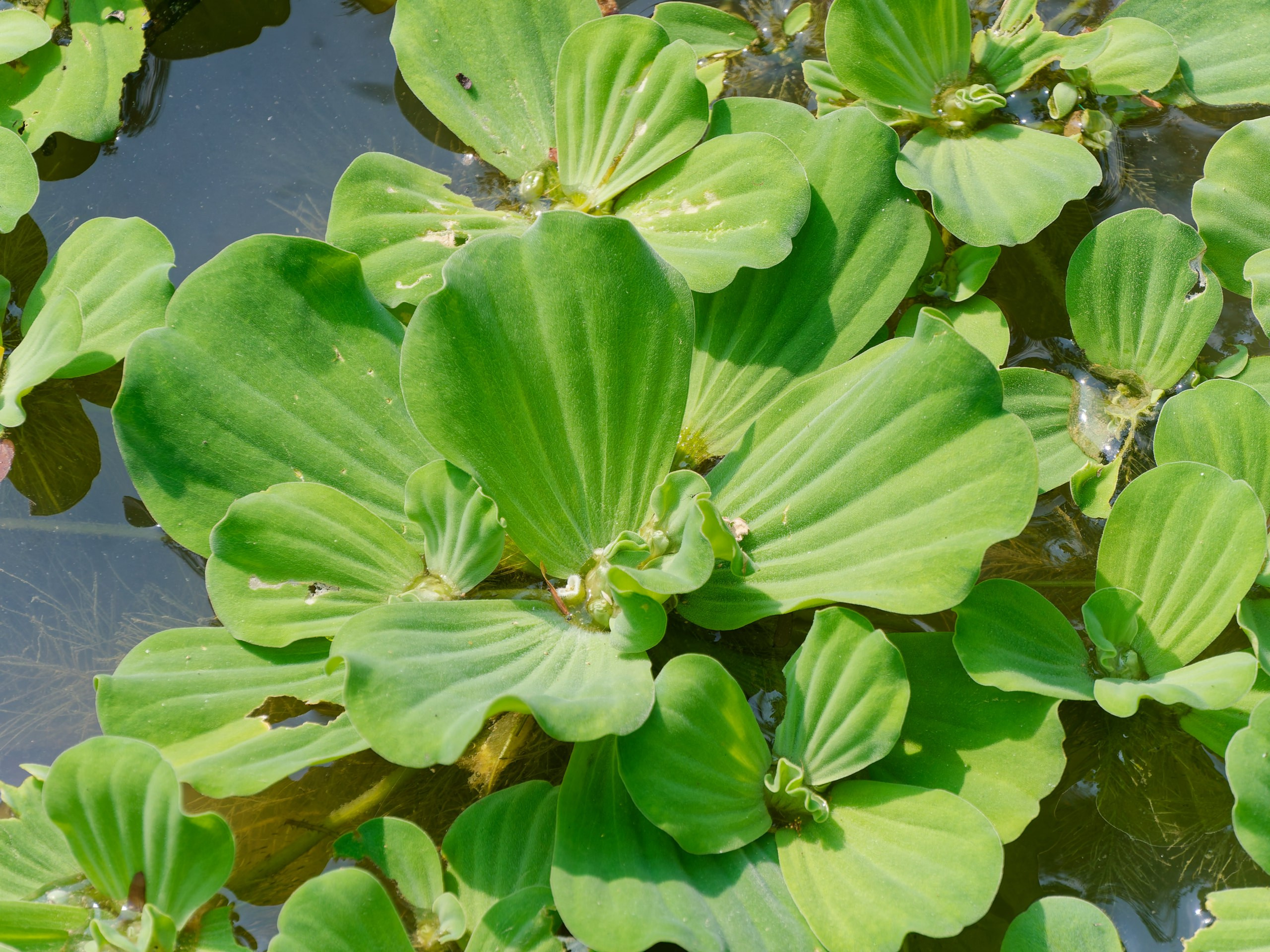 Хайнань 2026, флора, цветы и деревья. Фотопрогулки по Миру