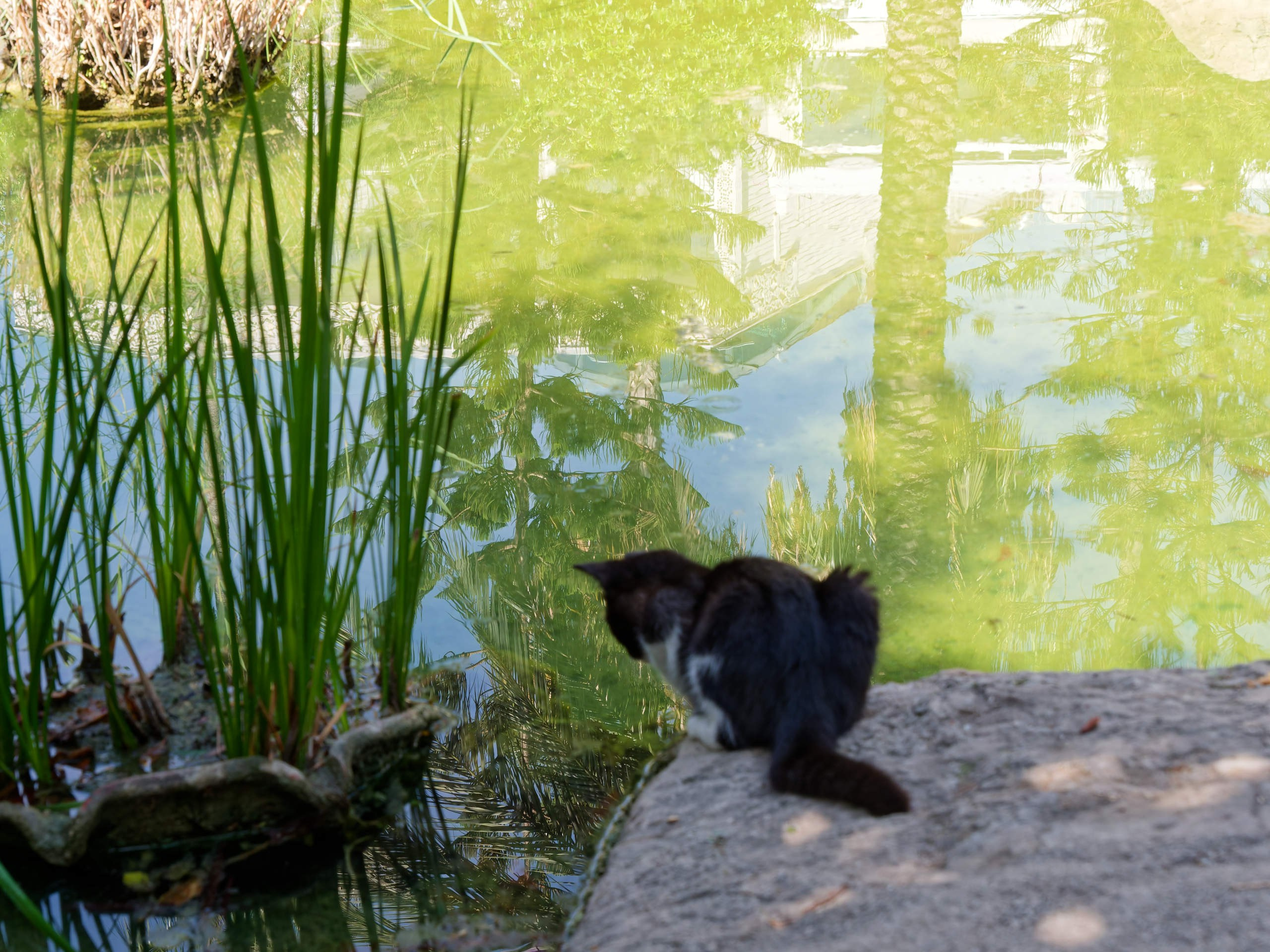 Алания 2025, город, стрит-фото. Избранные фотографии