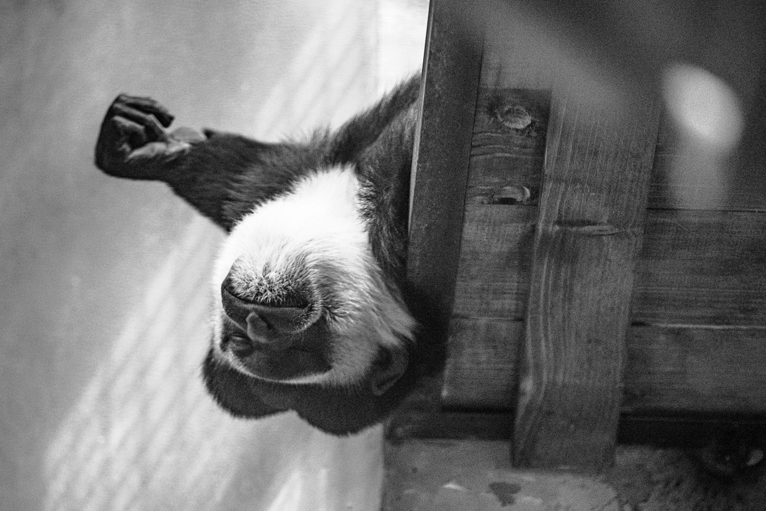 Ч.б. фотографии. Фотографии Лены Соколовой