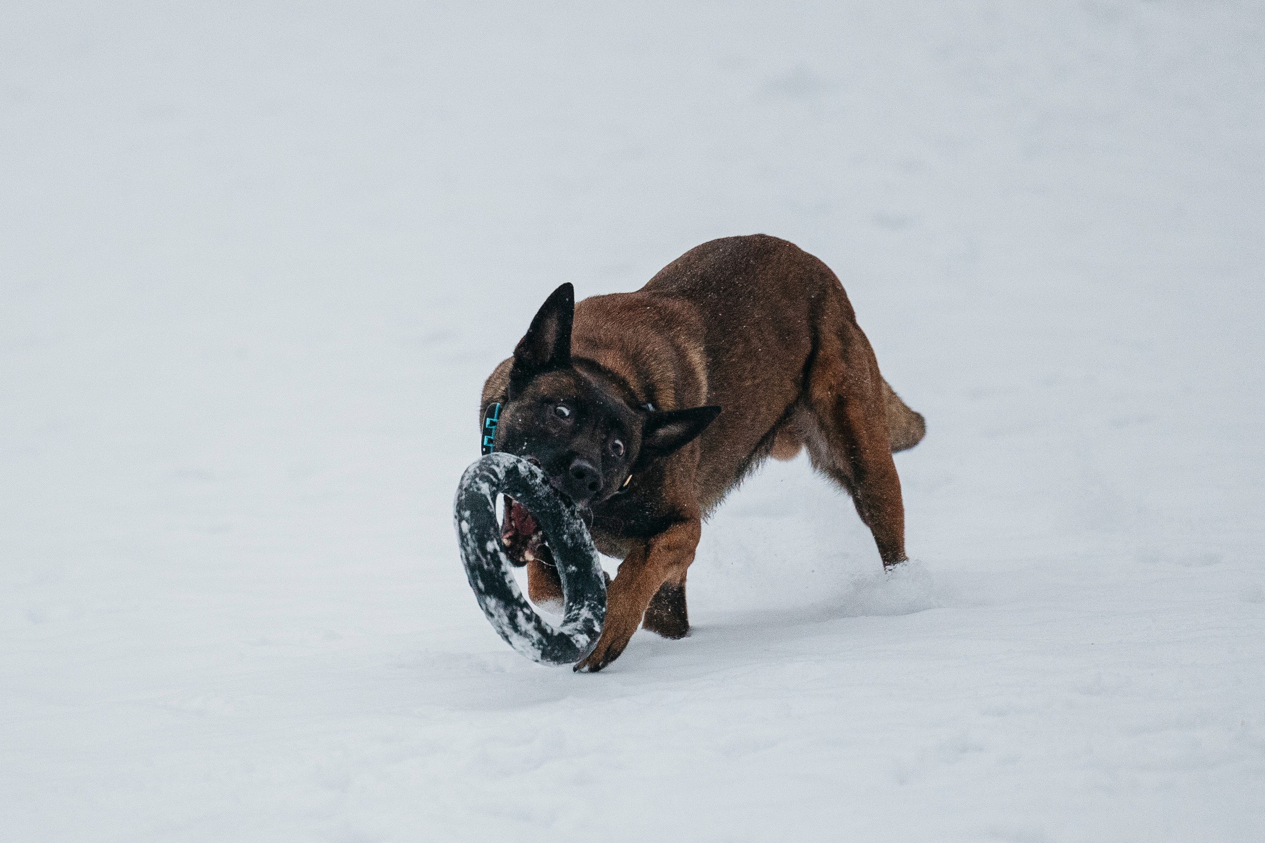 Карьер. Фотограф-анималист Анна Маринич