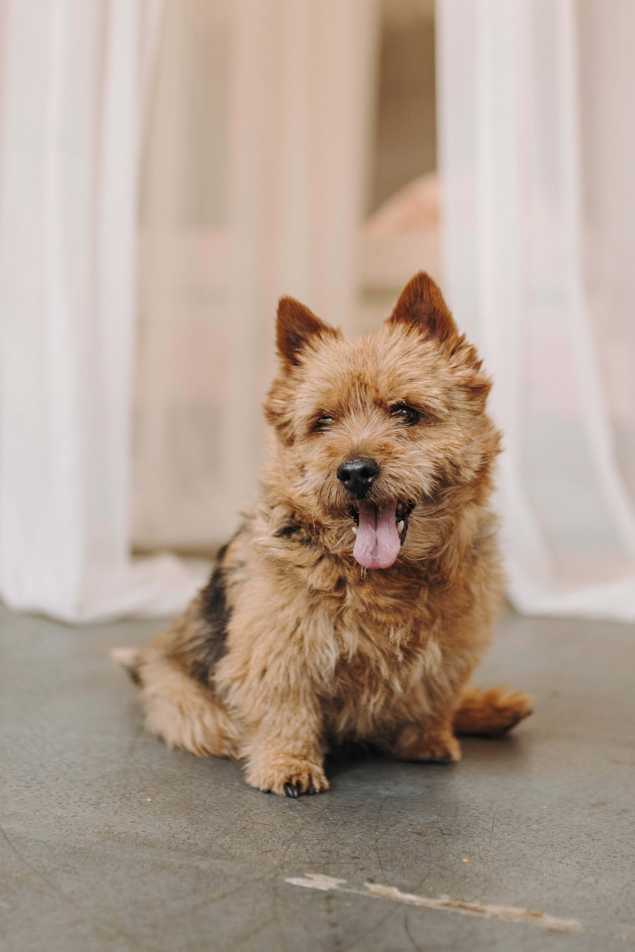 Маша и Рамси. Фотограф анималист в Спб недорого Олеся Майорова