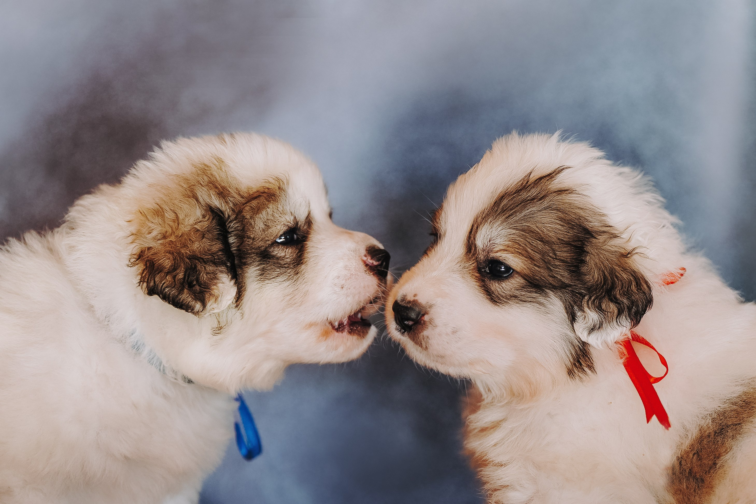 Пиренейские горные. Фотограф анималист в Спб недорого Олеся Майорова