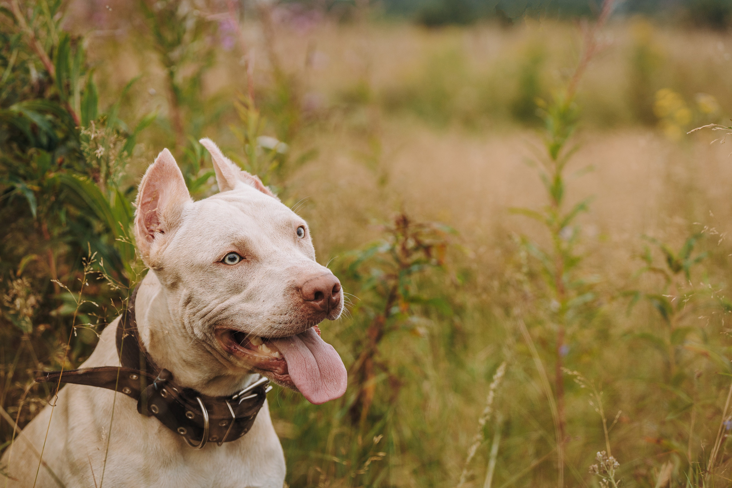 Оля и Гламур. Фотограф анималист в Спб недорого Олеся Майорова