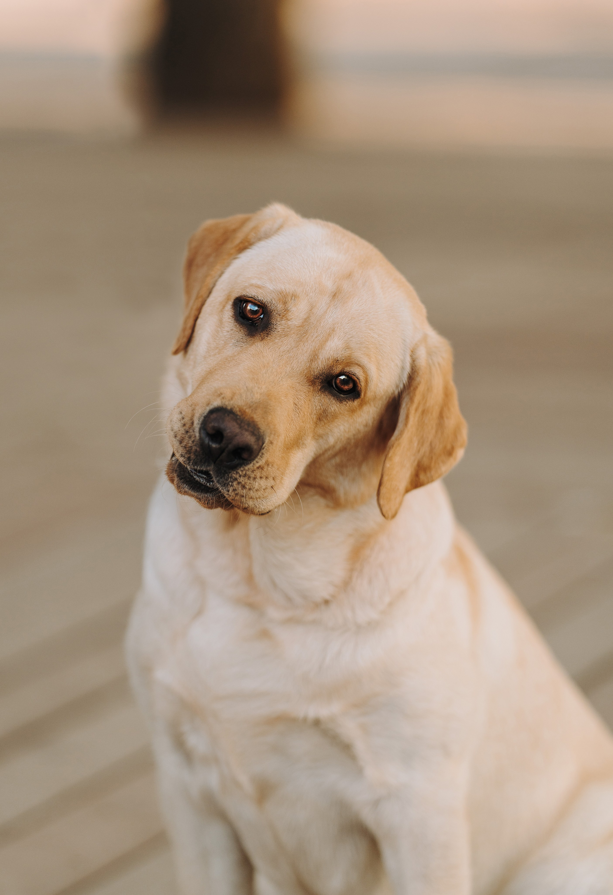 Фотосъёмка с вашими питомцами. Фотограф анималист в Спб недорого Олеся Майорова