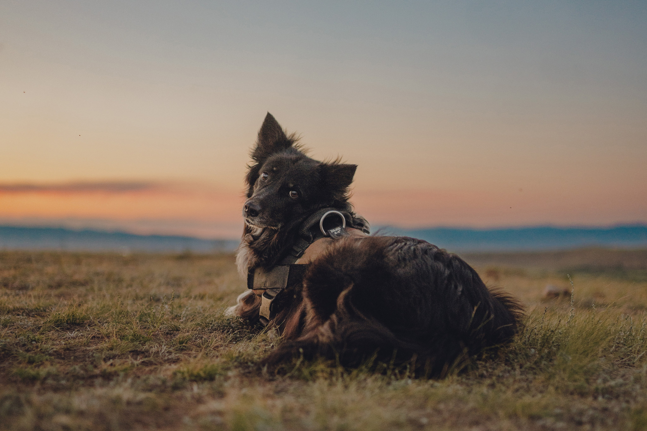 Настя и Умка. Фотограф анималист в Спб недорого Олеся Майорова