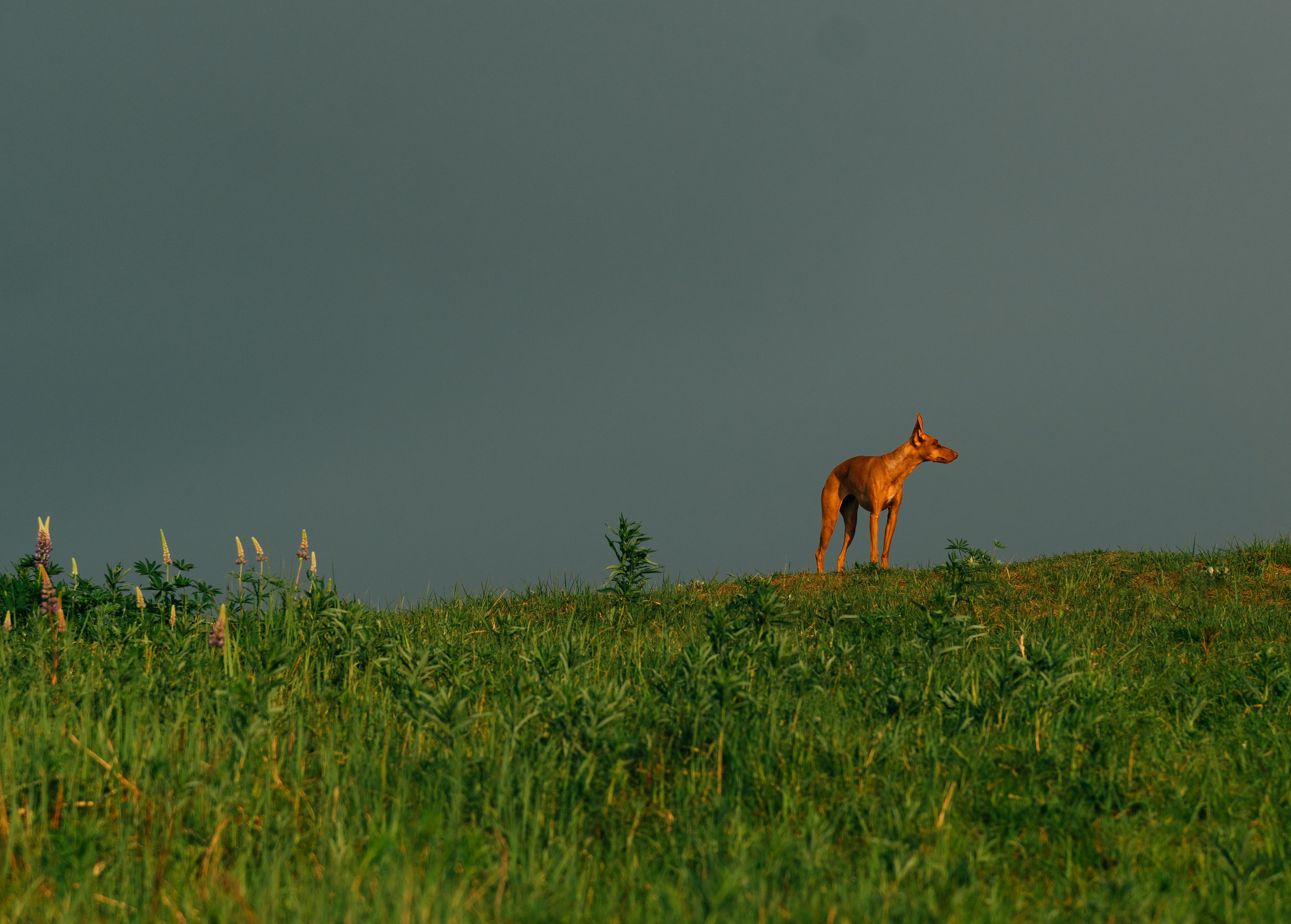 Фотоссесия с двумя собакми Спб. Фотограф анималист в Спб недорого Олеся Майорова