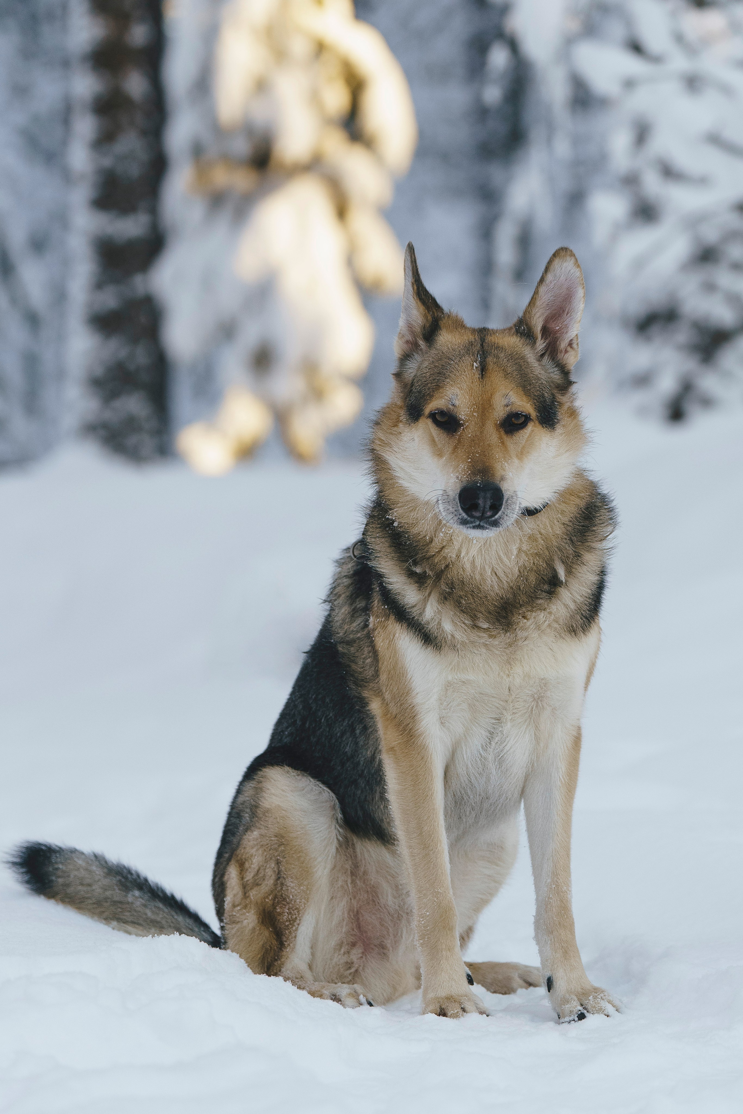 Рэй, Кузя, Ольга и Александр. Фотограф анималист в Спб недорого Олеся Майорова
