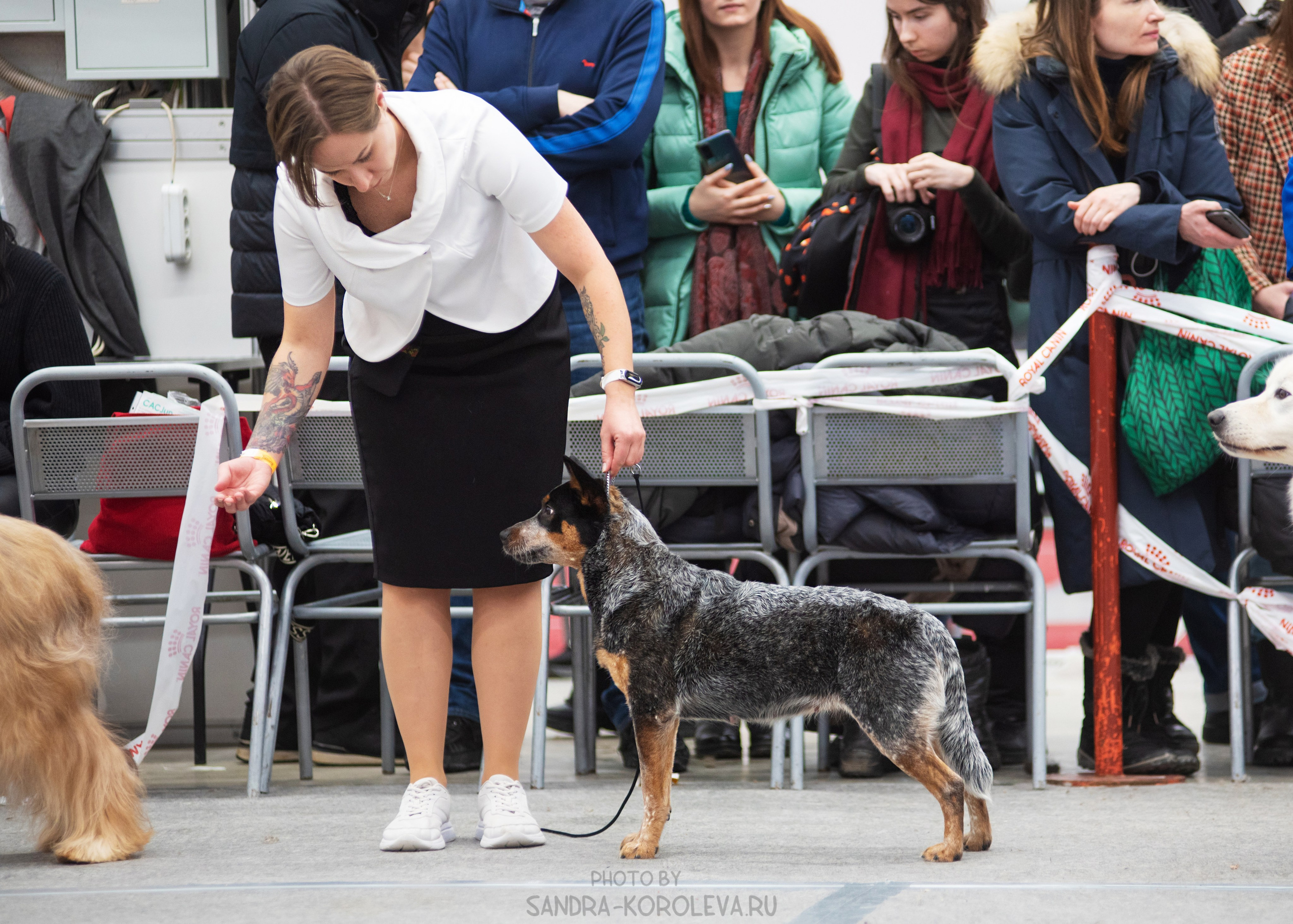 Выставка собак тюмень 14.01.2023. Дог-фотограф в Тюмени Александра Королева