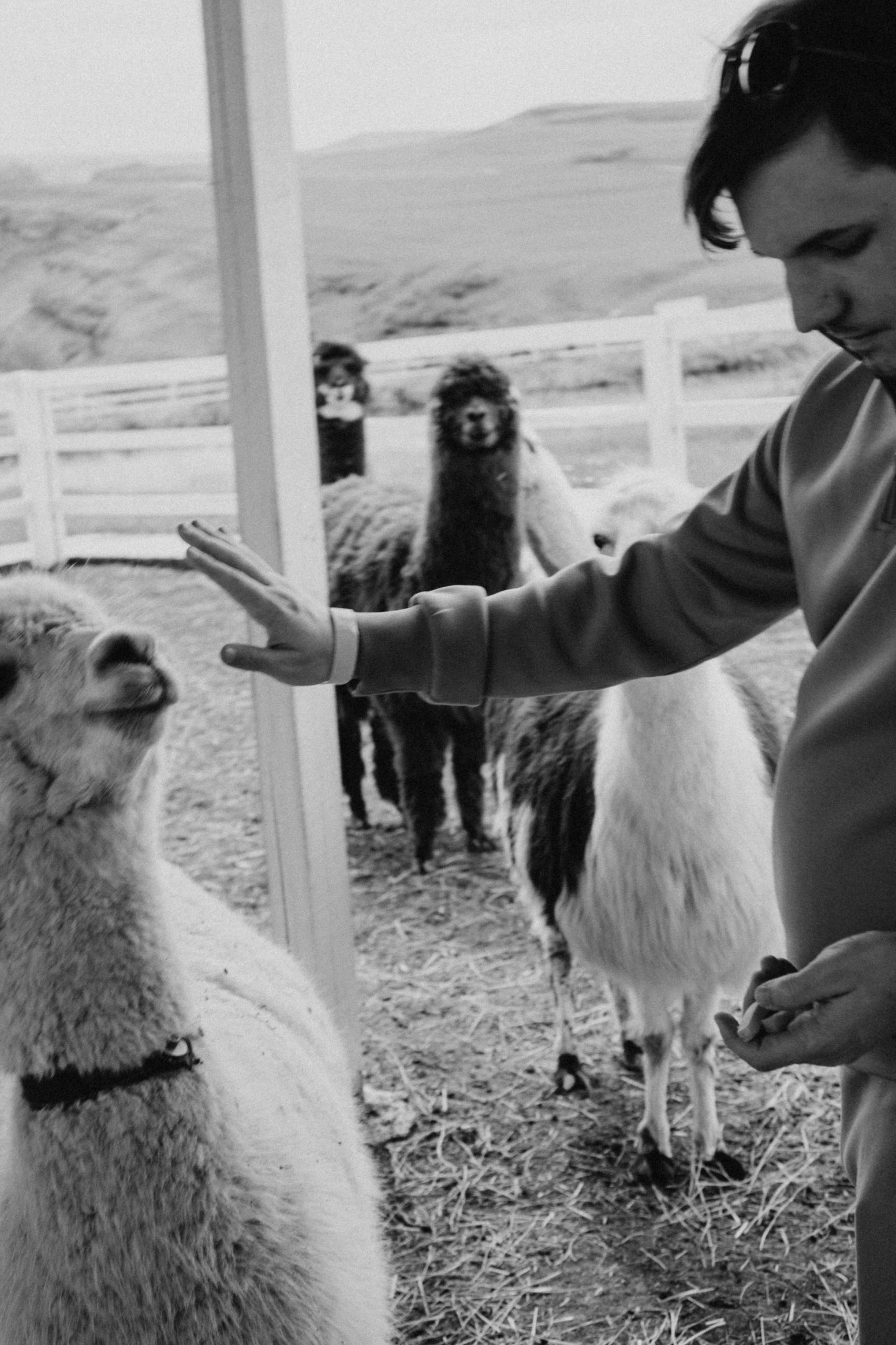 Ферма Альпак. Профессиональный фотограф, Санкт-Петербург — Виктория Богомолова