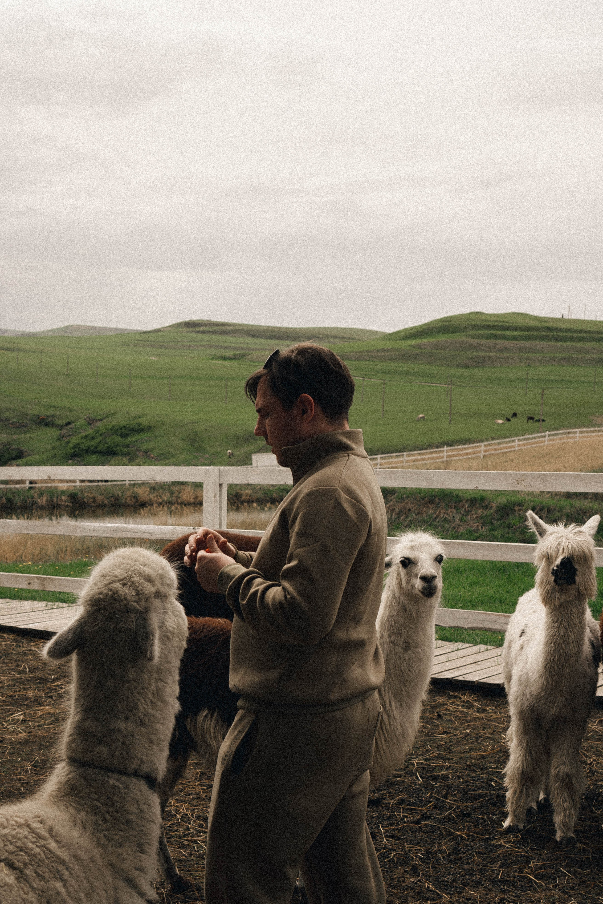 Ферма Альпак. Профессиональный фотограф, Санкт-Петербург — Виктория Богомолова