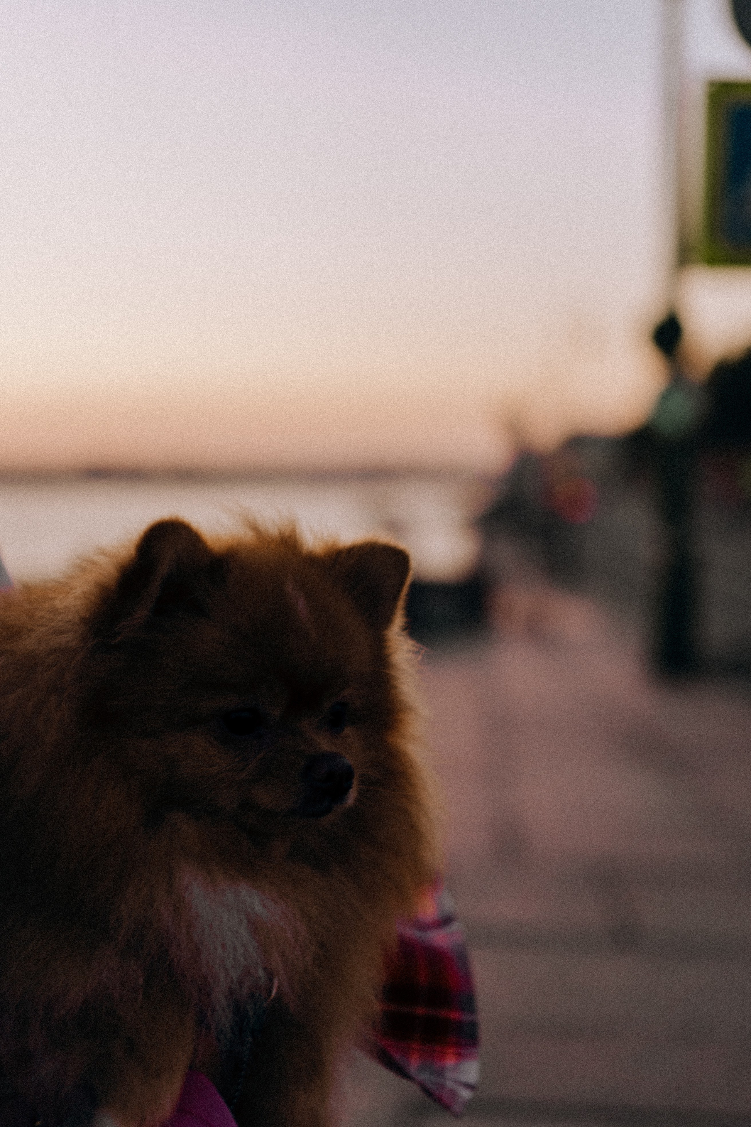 РАССВЕТНАЯ ИСТОРИЯ. Профессиональный фотограф, Санкт-Петербург — Виктория Богомолова