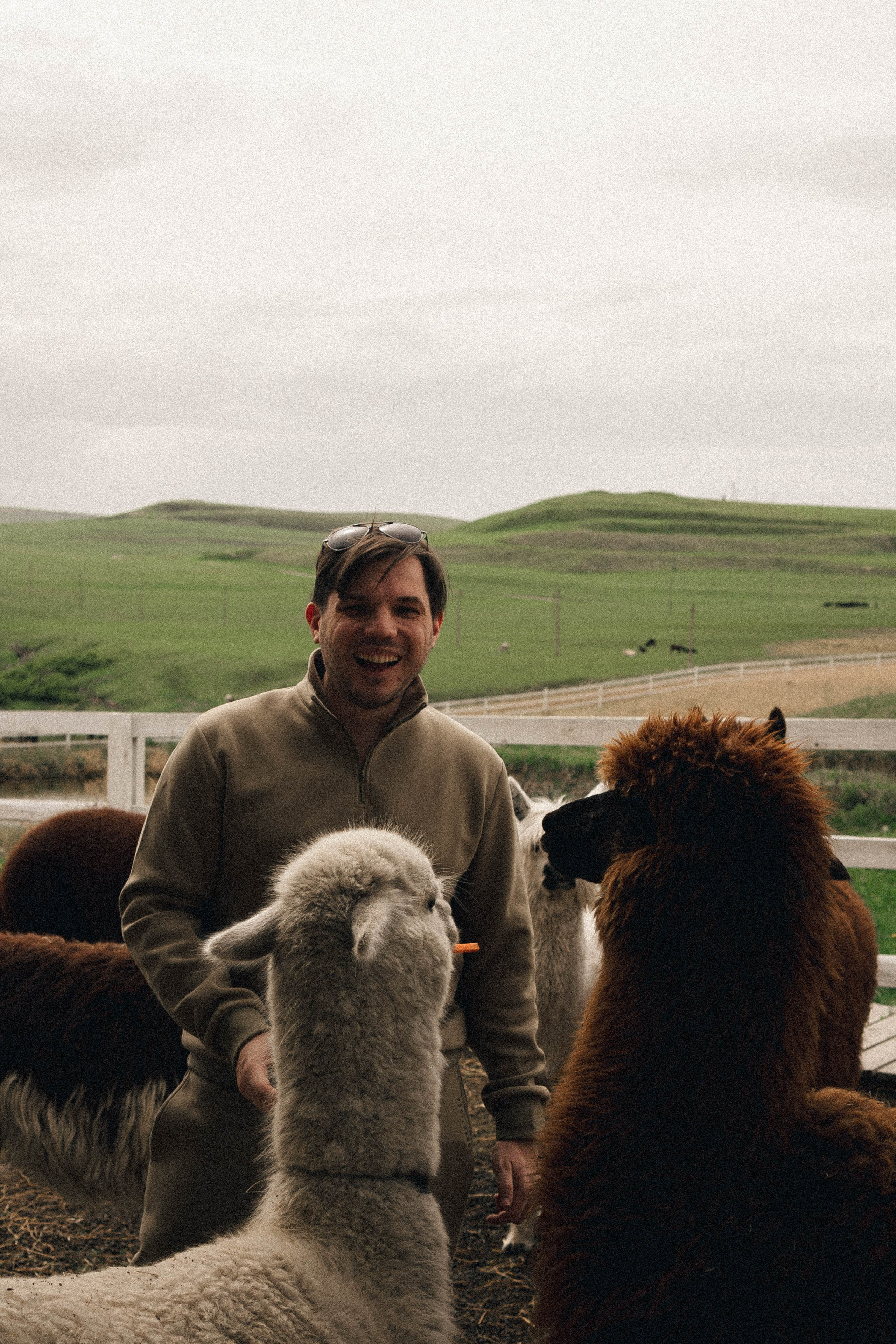 Ферма Альпак. Профессиональный фотограф, Санкт-Петербург — Виктория Богомолова