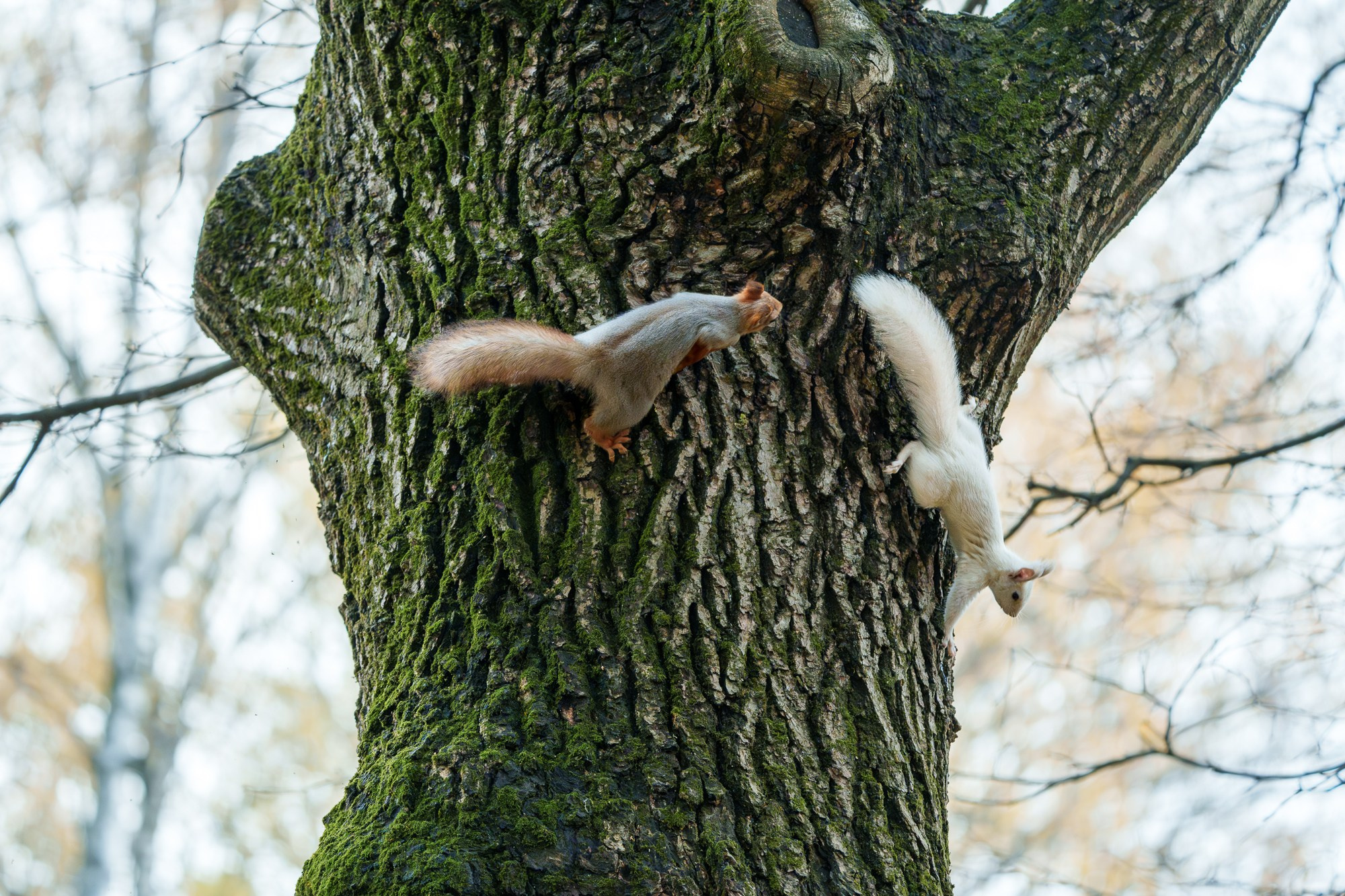 Животные. Ваш личный фотограф Марина Волкова
