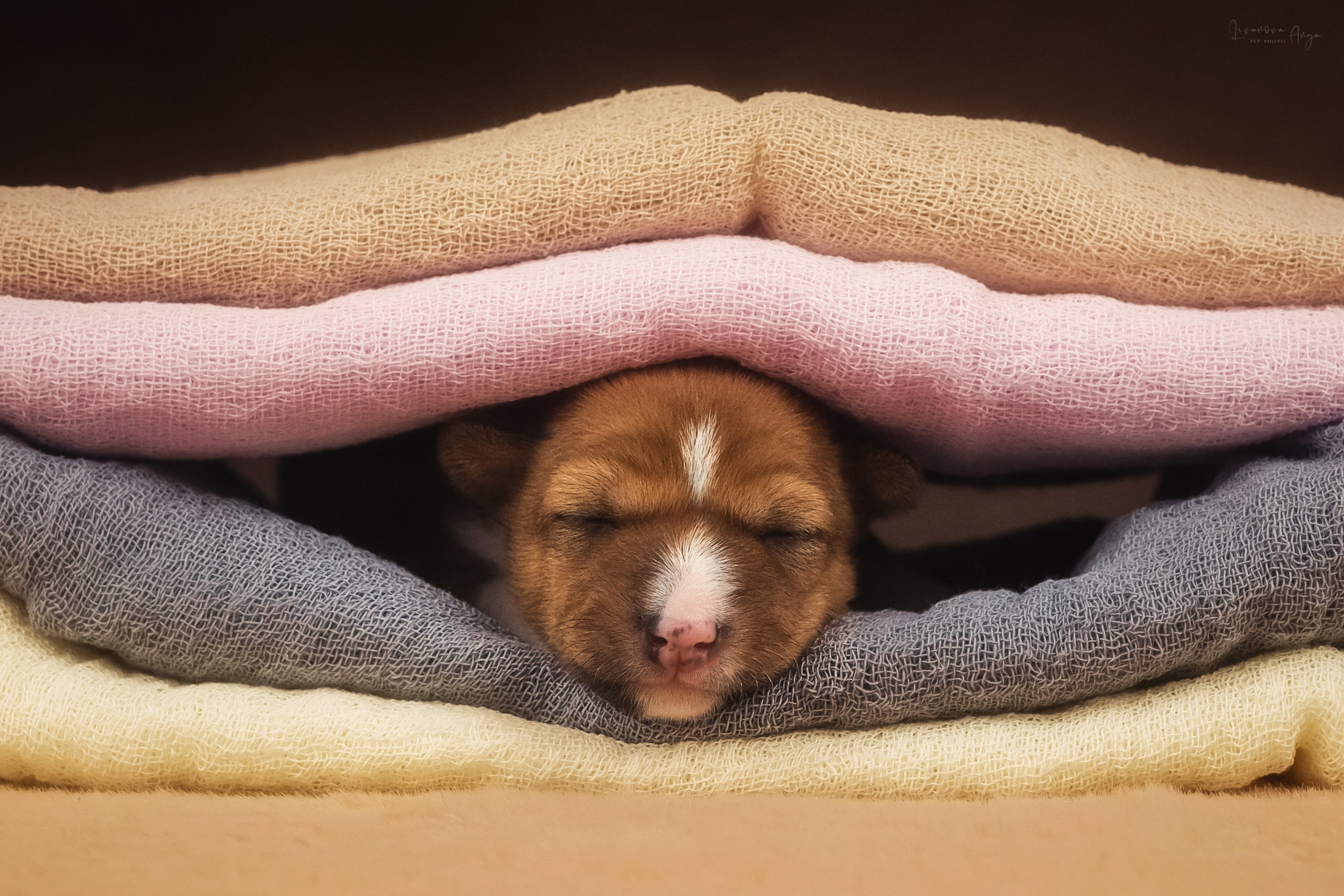 Басеньки. Фотограф анималист Аня Ливанова | Рыбинск