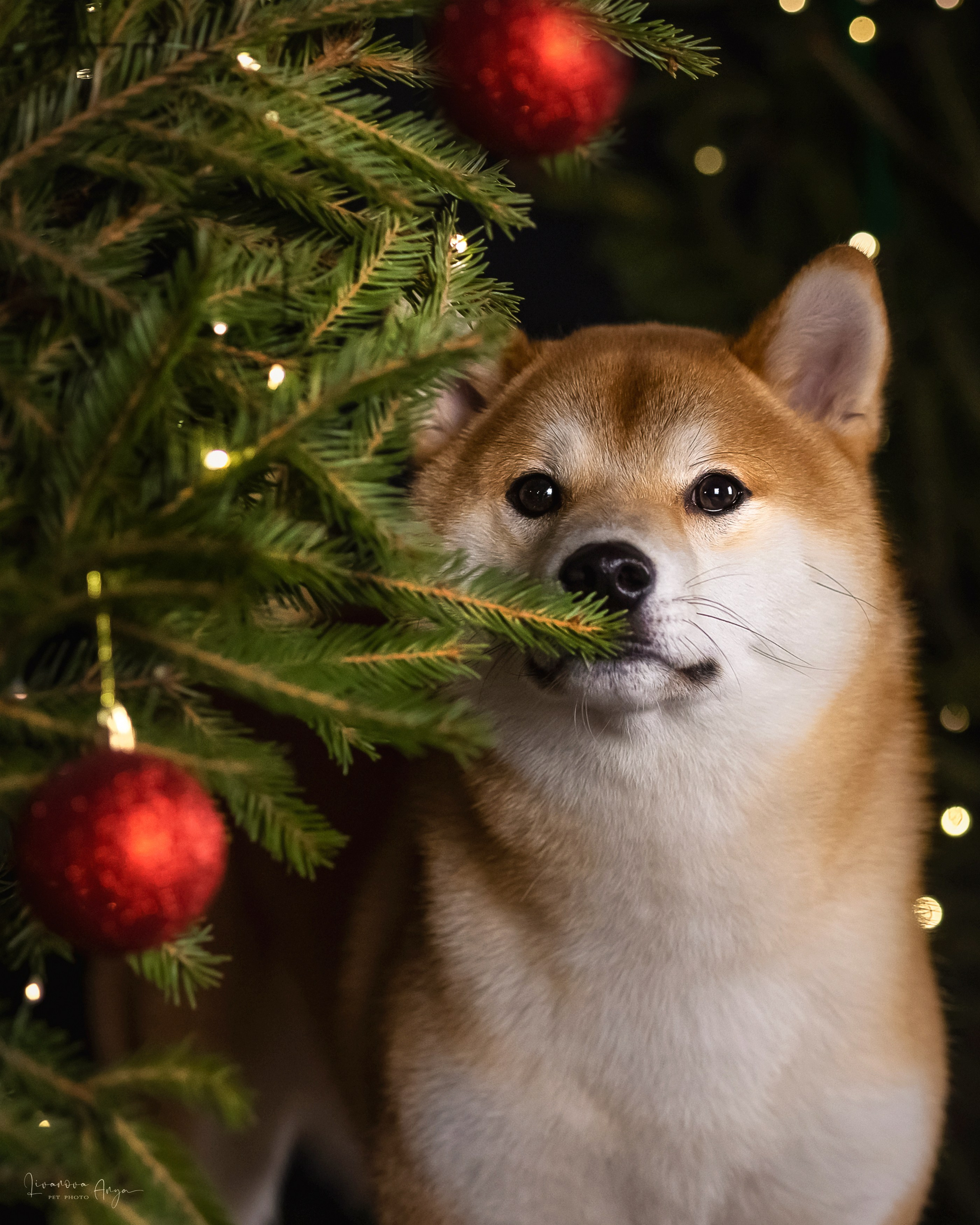 Фотодень_3 2025. Фотограф анималист Аня Ливанова | Рыбинск