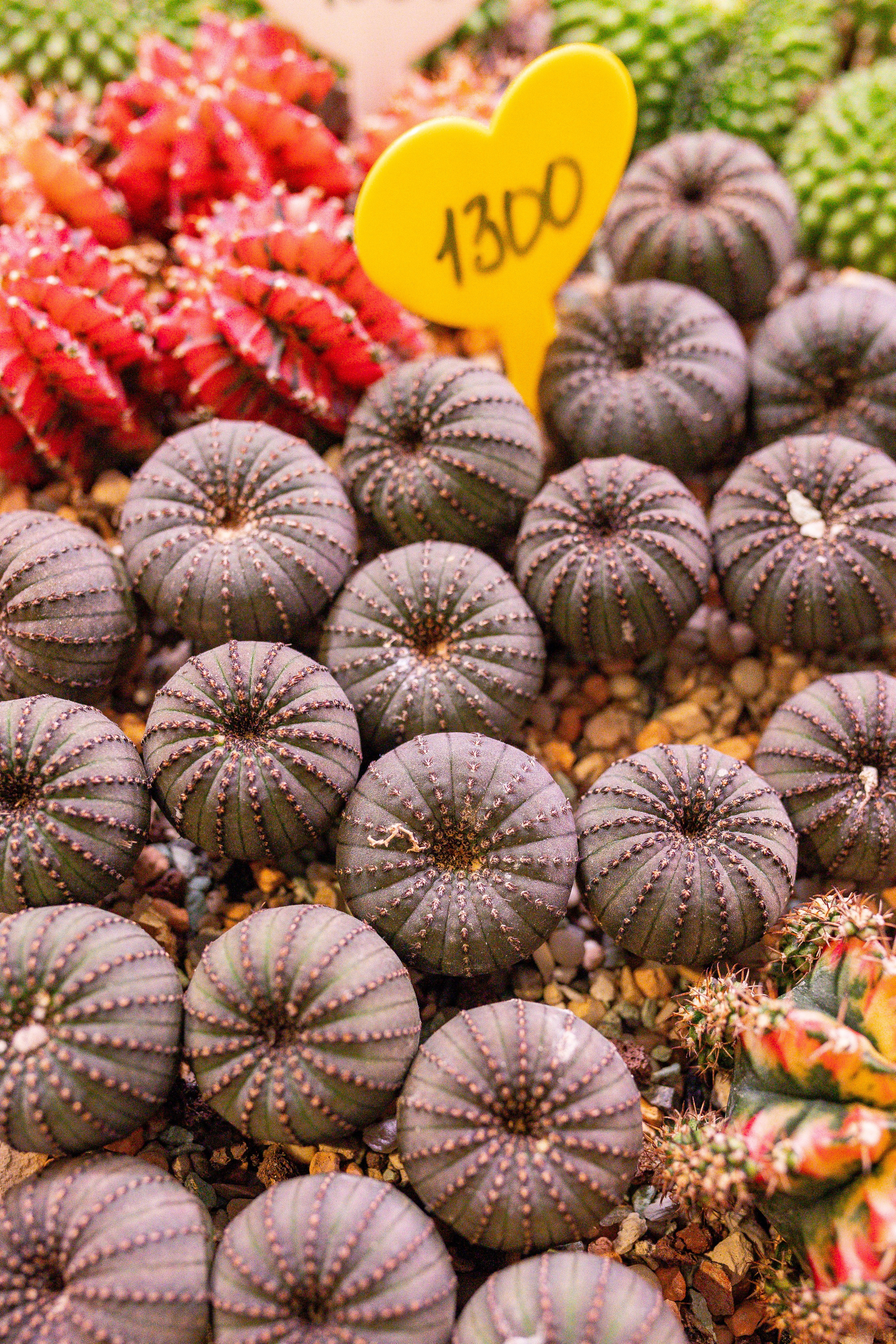 Growbox 5лет. Александра Куликова фотограф, Москва