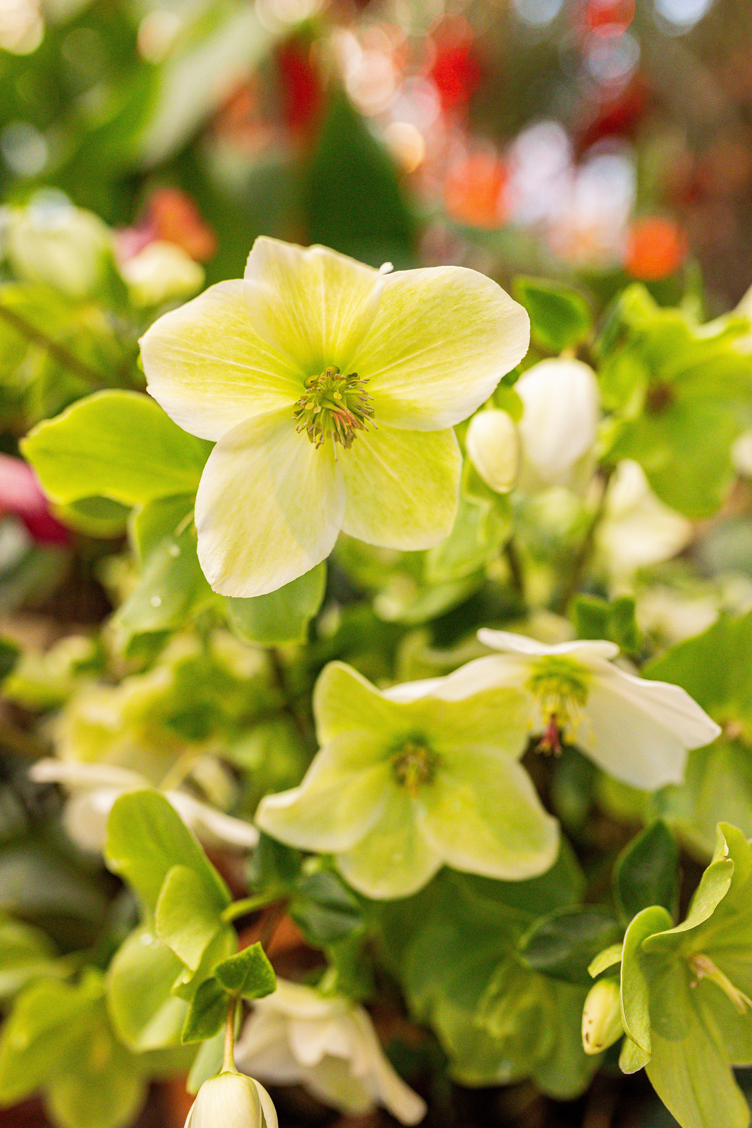 Аптекарский огород МГУ. Китай. Александра Куликова фотограф, Москва