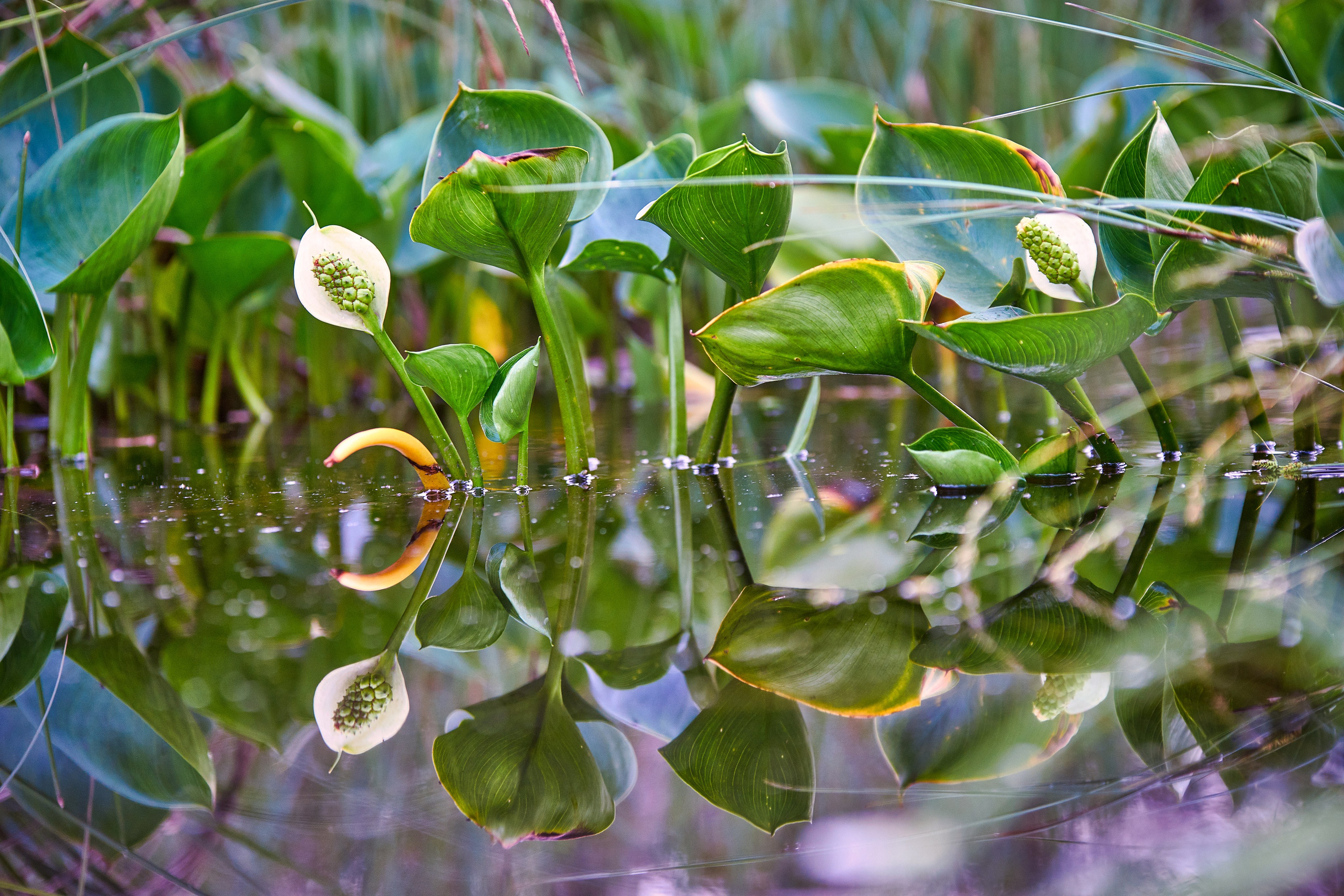 Наша мать — природа. Фотограф Владимир Артамонов