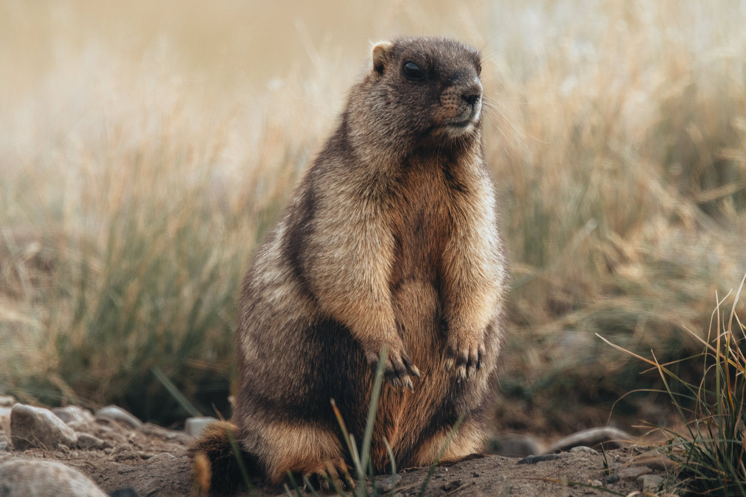 Дикая природа • Wildlife. Елена Ивановой • Профессиональный фотограф
