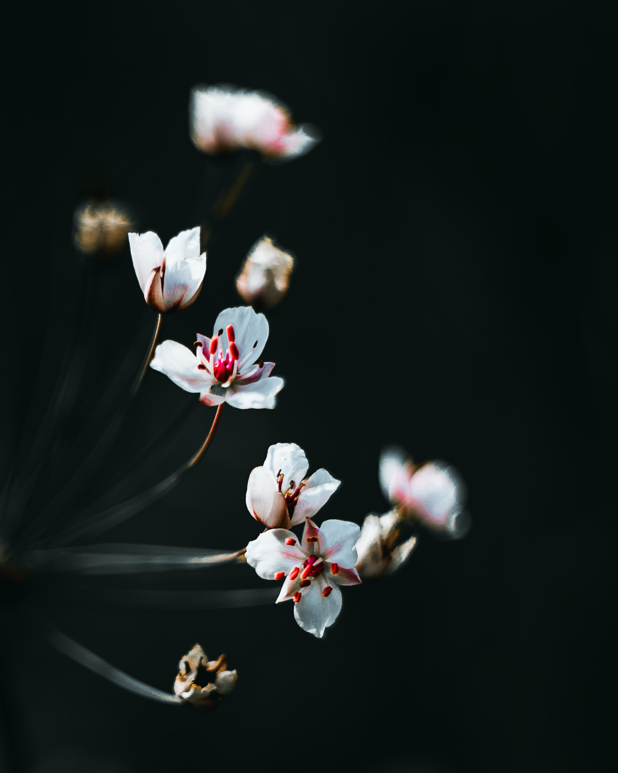 Макро • Macro. Елена Ивановой • Профессиональный фотограф