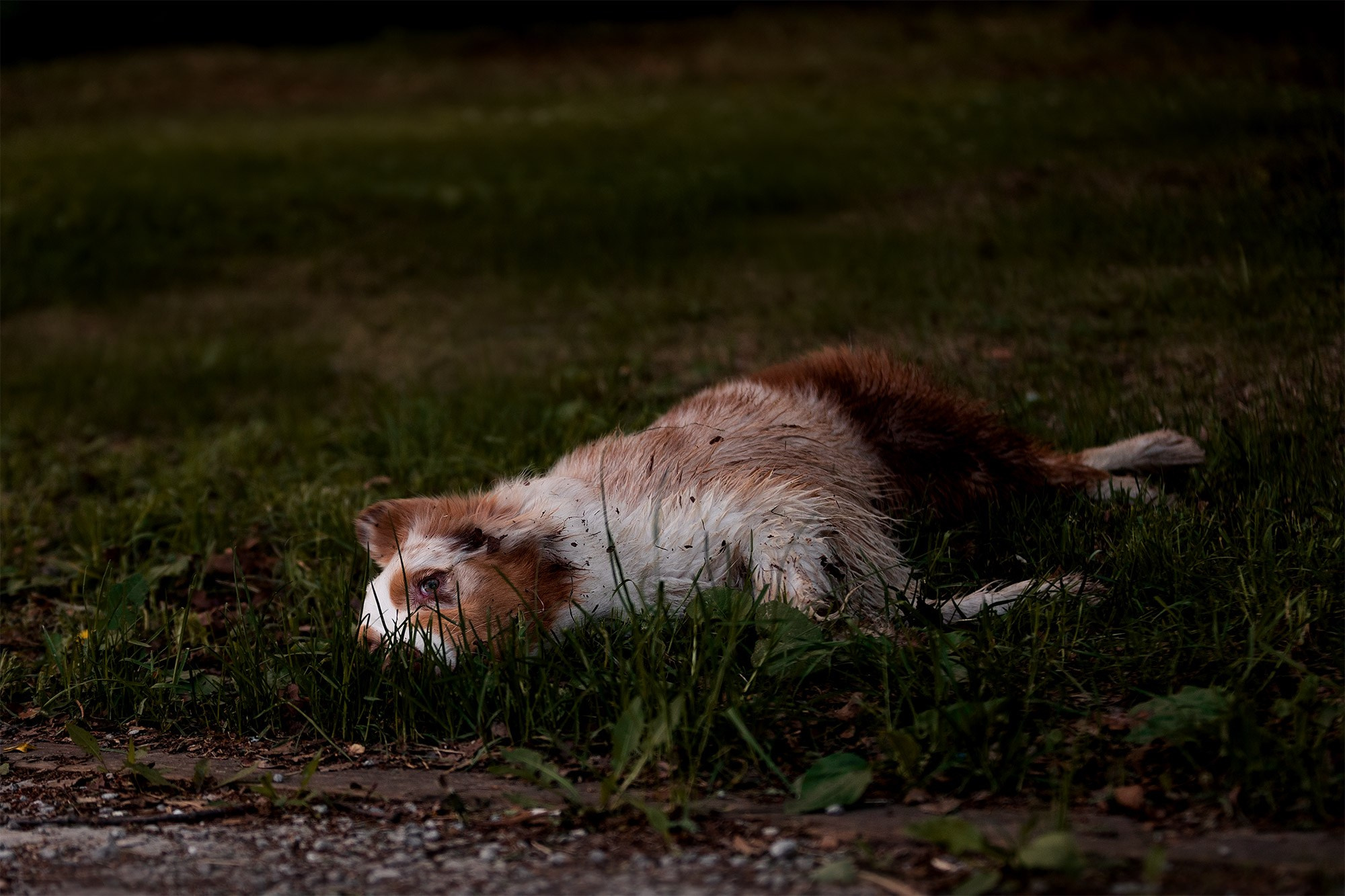 Аусси Галя. Фотограф анималист Кузнецова Анна Нижний Новгород