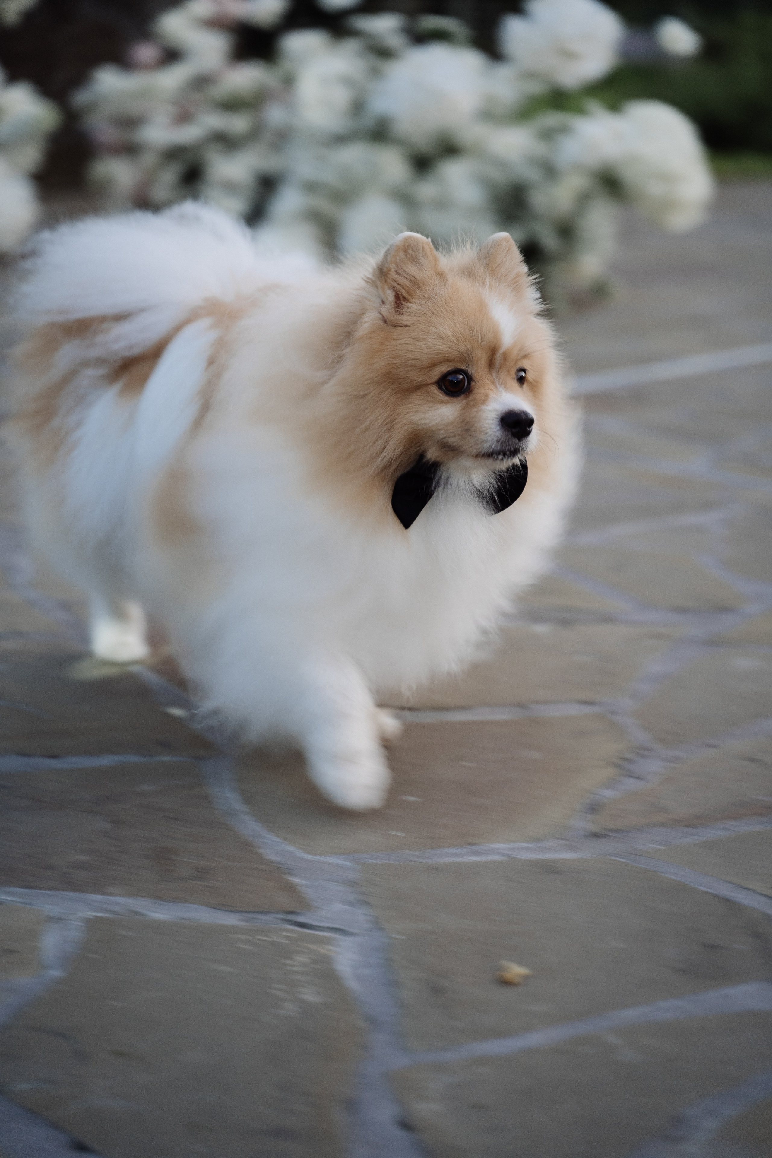 Свадьба в стиле олд мани. Свадебный фотограф организатор в Санкт-Петербурге Ассоль Опарина
