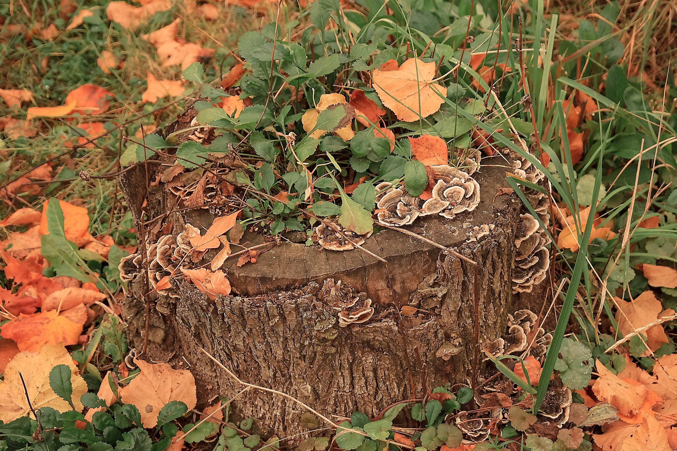 Великое в Малом. Аmat Victoria Сuram