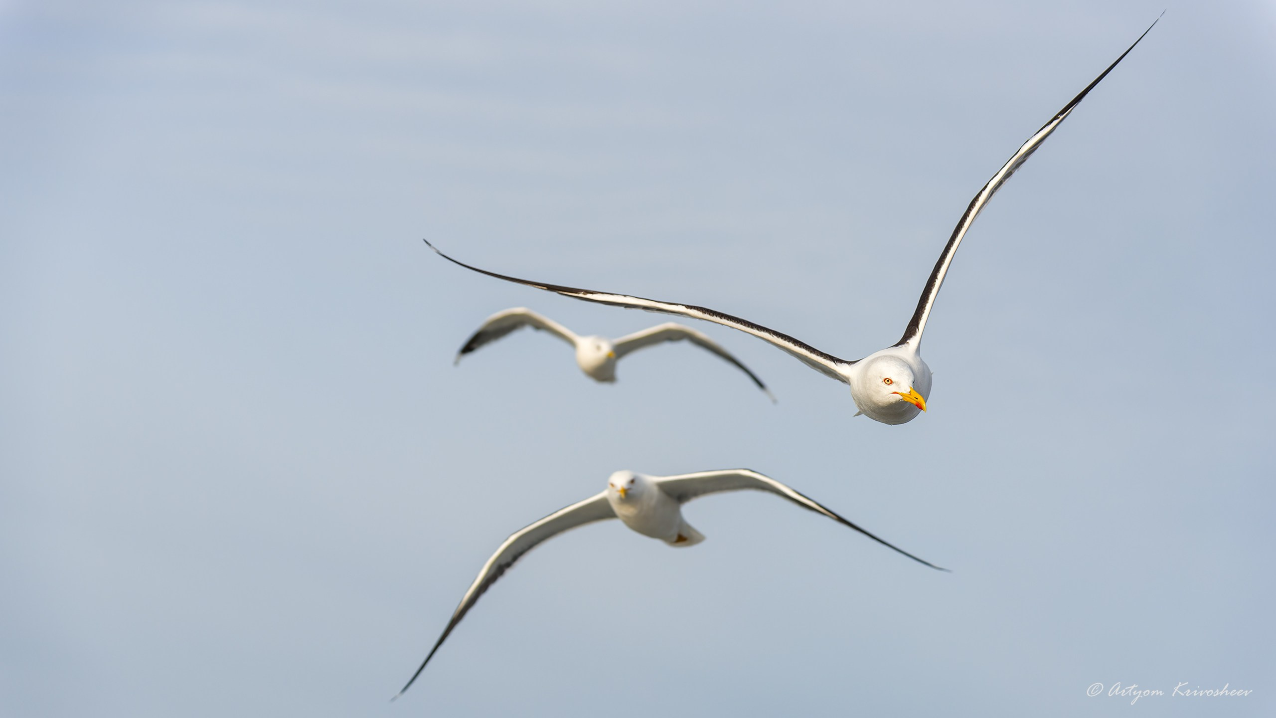 Фотограф и путешественник Артём Кривошеев