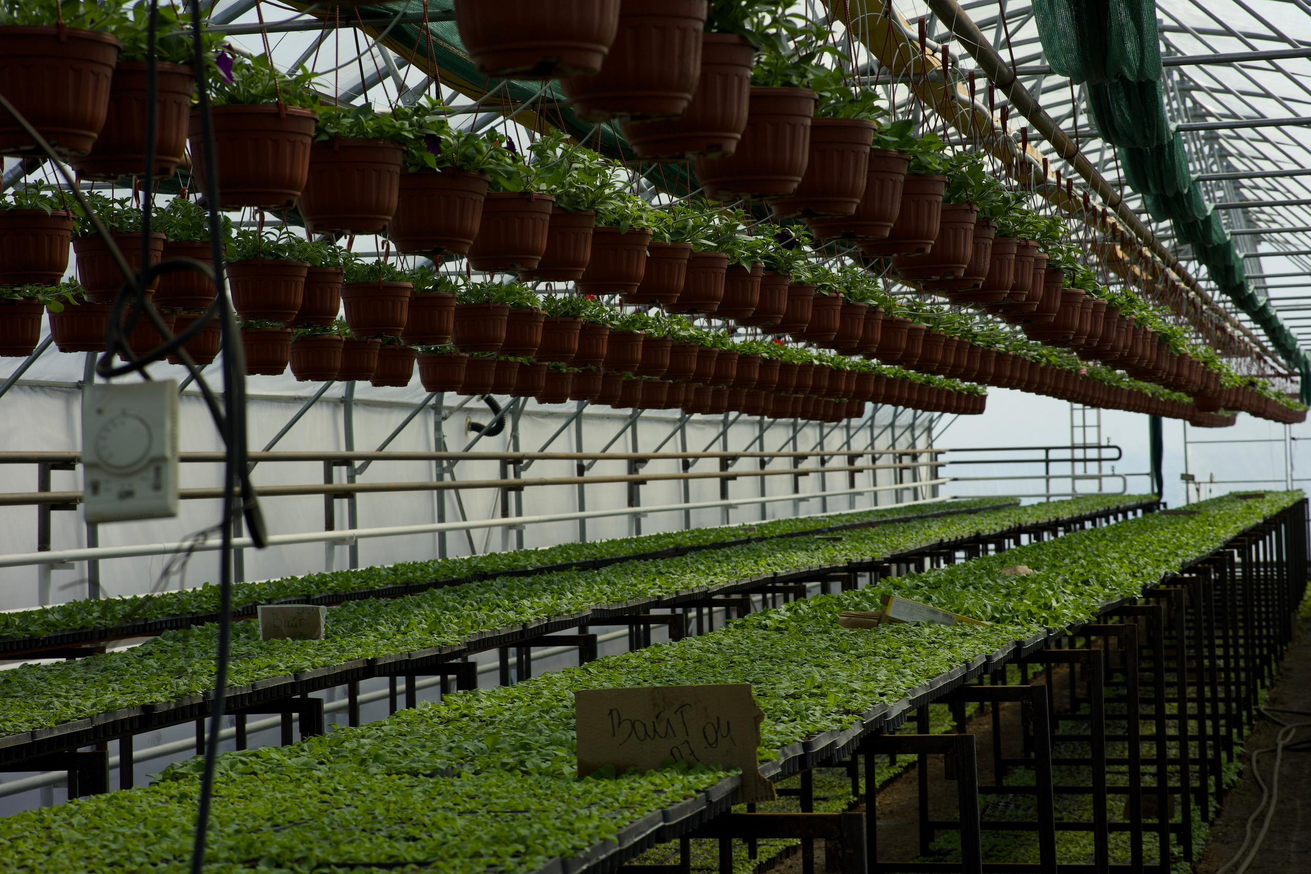 Съёмка для питомника растений «Лаки» под Екатеринбургом. Фотограф в Екатеринбурге: венчания, крещения, репортаж. Видео и трансляции. Официальный фотограф Екатеринбургской епархии