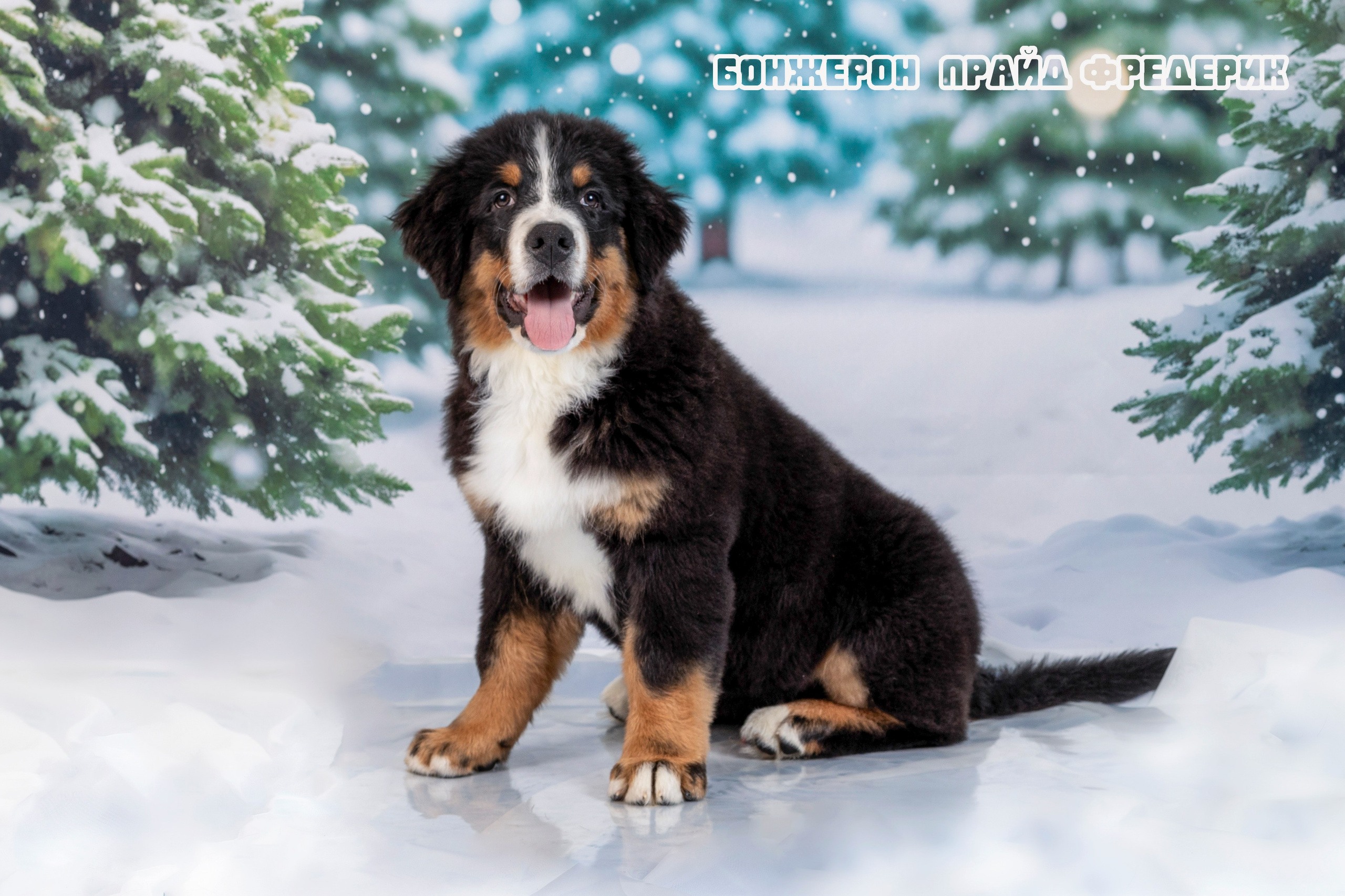 Бонжерон прайд. Фотограф 📸 семейный, предметный, репортажный