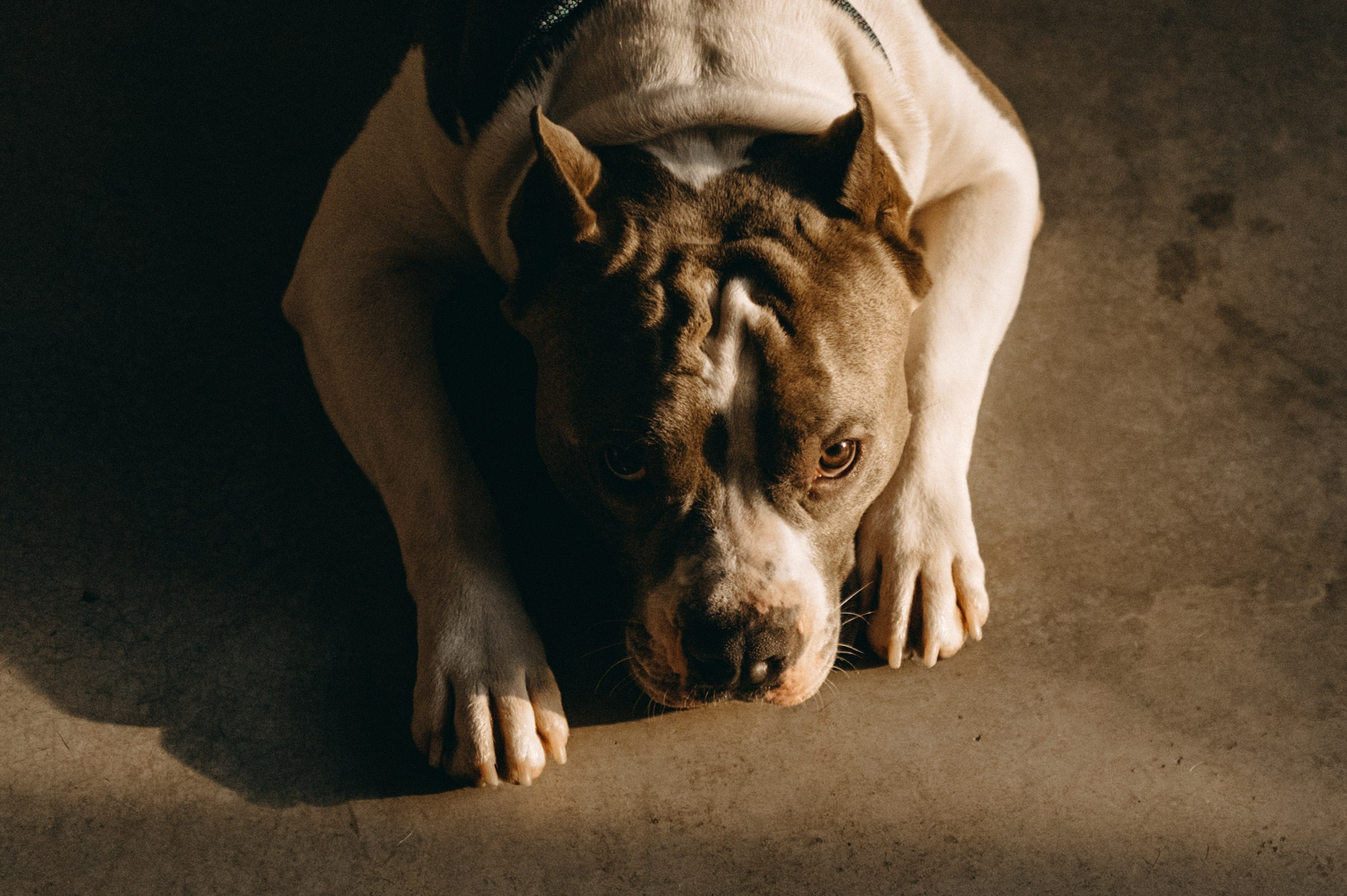 Саша и Кракен. Фотограф — Анималист | Санкт-Петербург