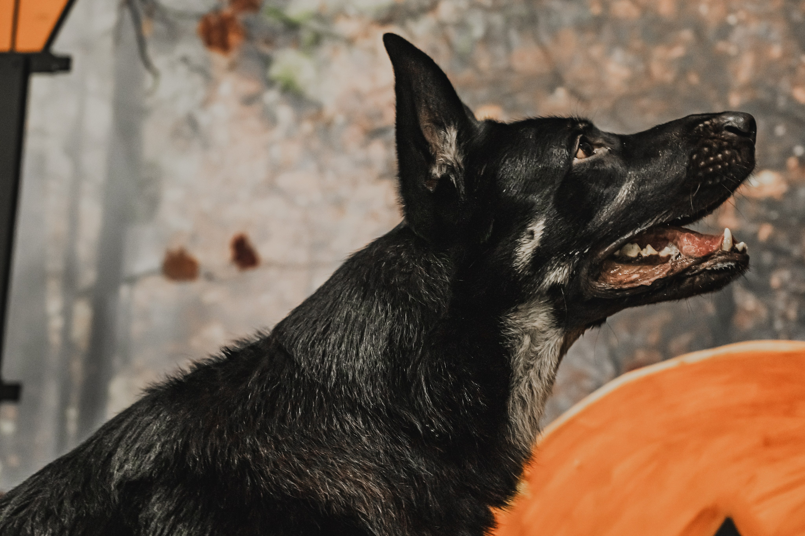 Международная выставка собак всех пород. Репортажный фотограф Анастасия Рубцова
