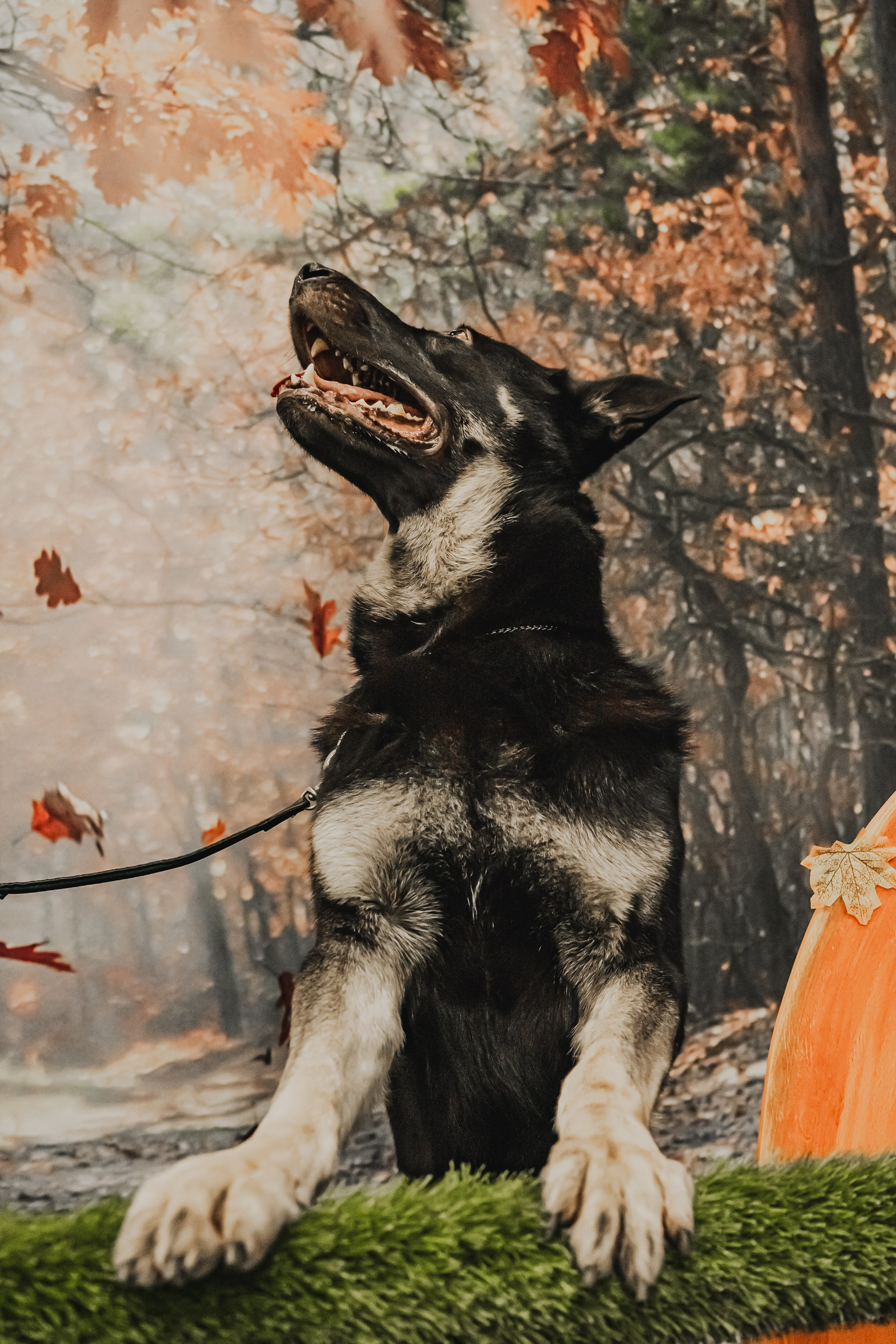 Международная выставка собак всех пород. Репортажный фотограф Анастасия Рубцова