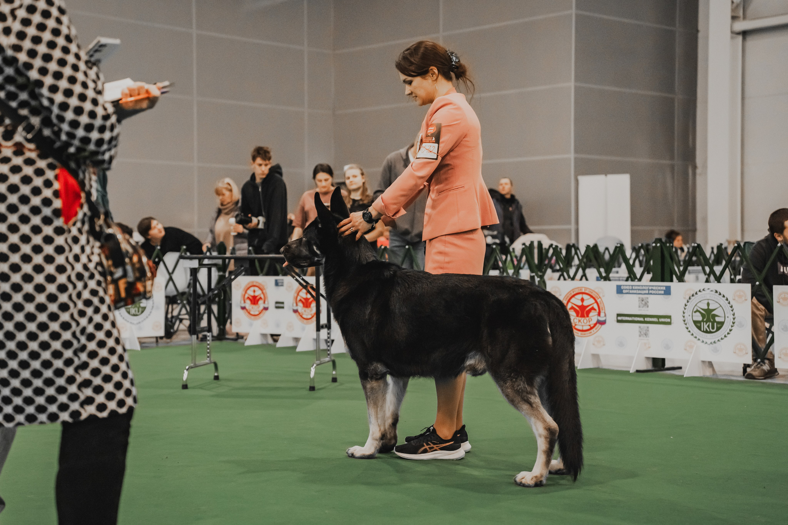 Международная выставка собак всех пород. Репортажный фотограф Анастасия Рубцова