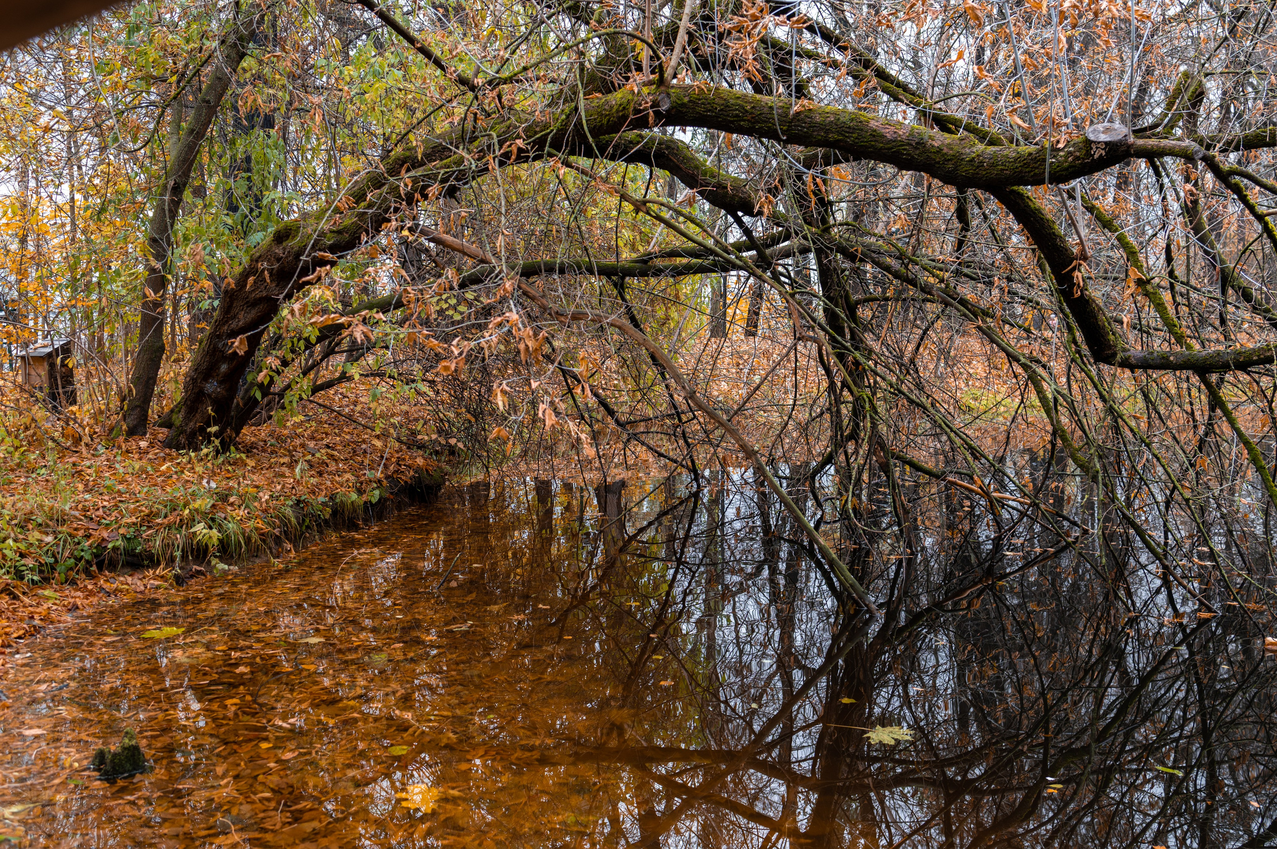 20231031 Нескучный сад. Дмитрий Ремизов. Фотография, как хобби